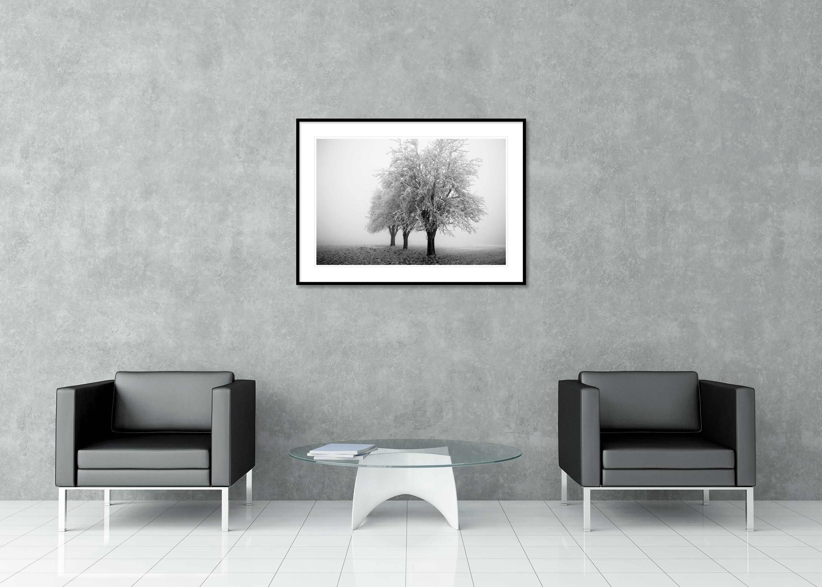 Paesaggio minimalista, alberi di mele ghiacciati, mattina gelida, Austria in vendita 2