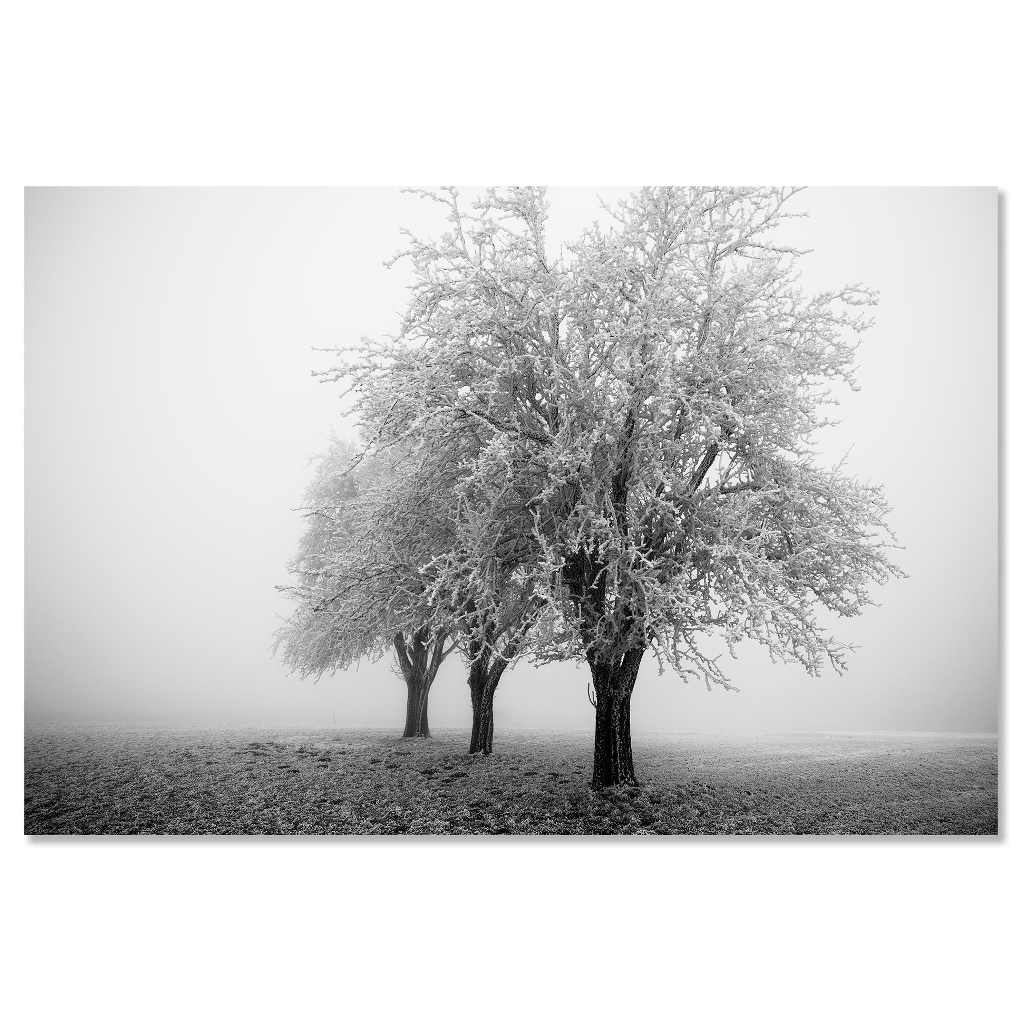 Paesaggio minimalista, alberi di mele ghiacciati, mattina gelida, Austria in vendita 3