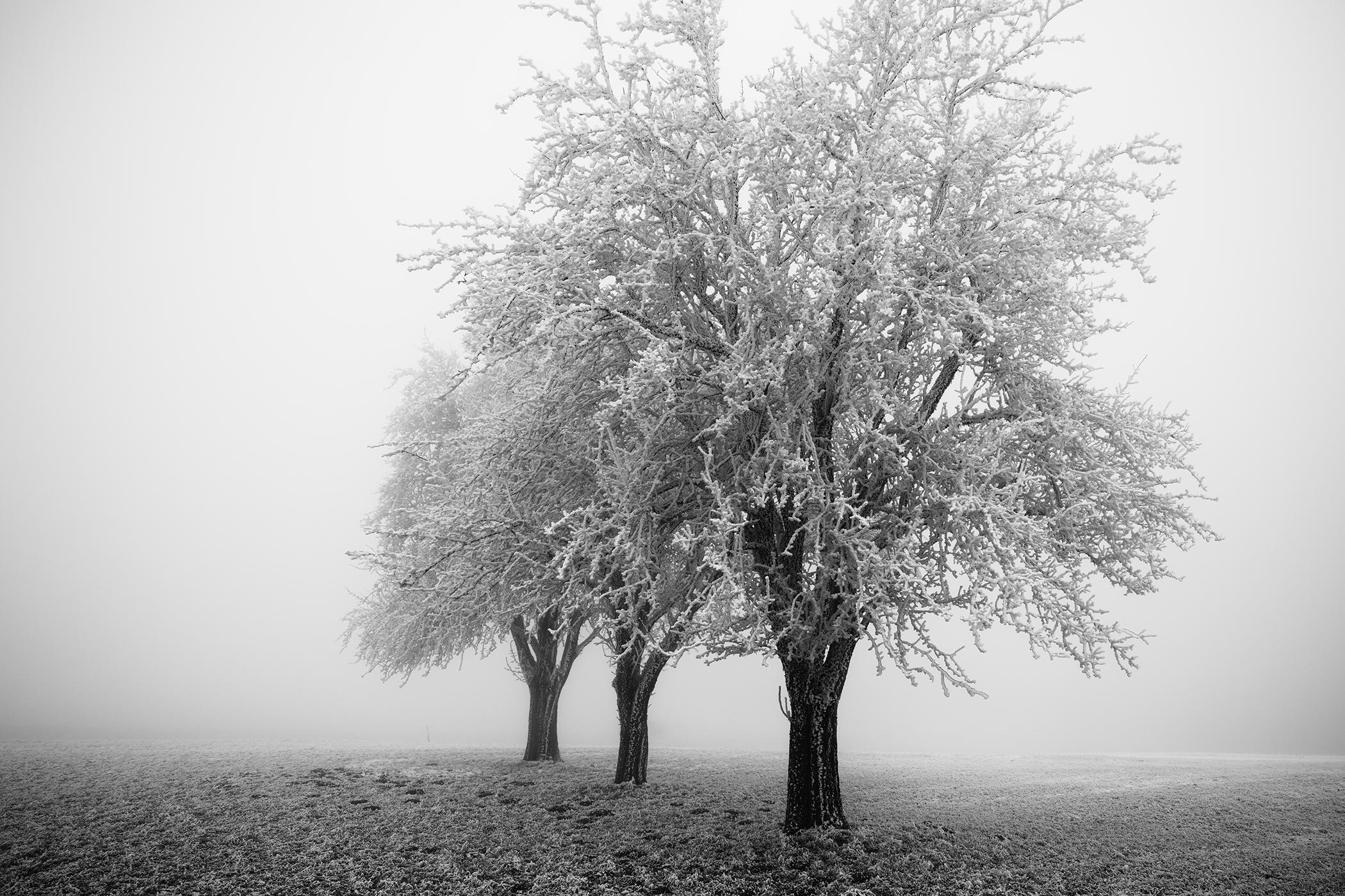 Large Black and White Photography