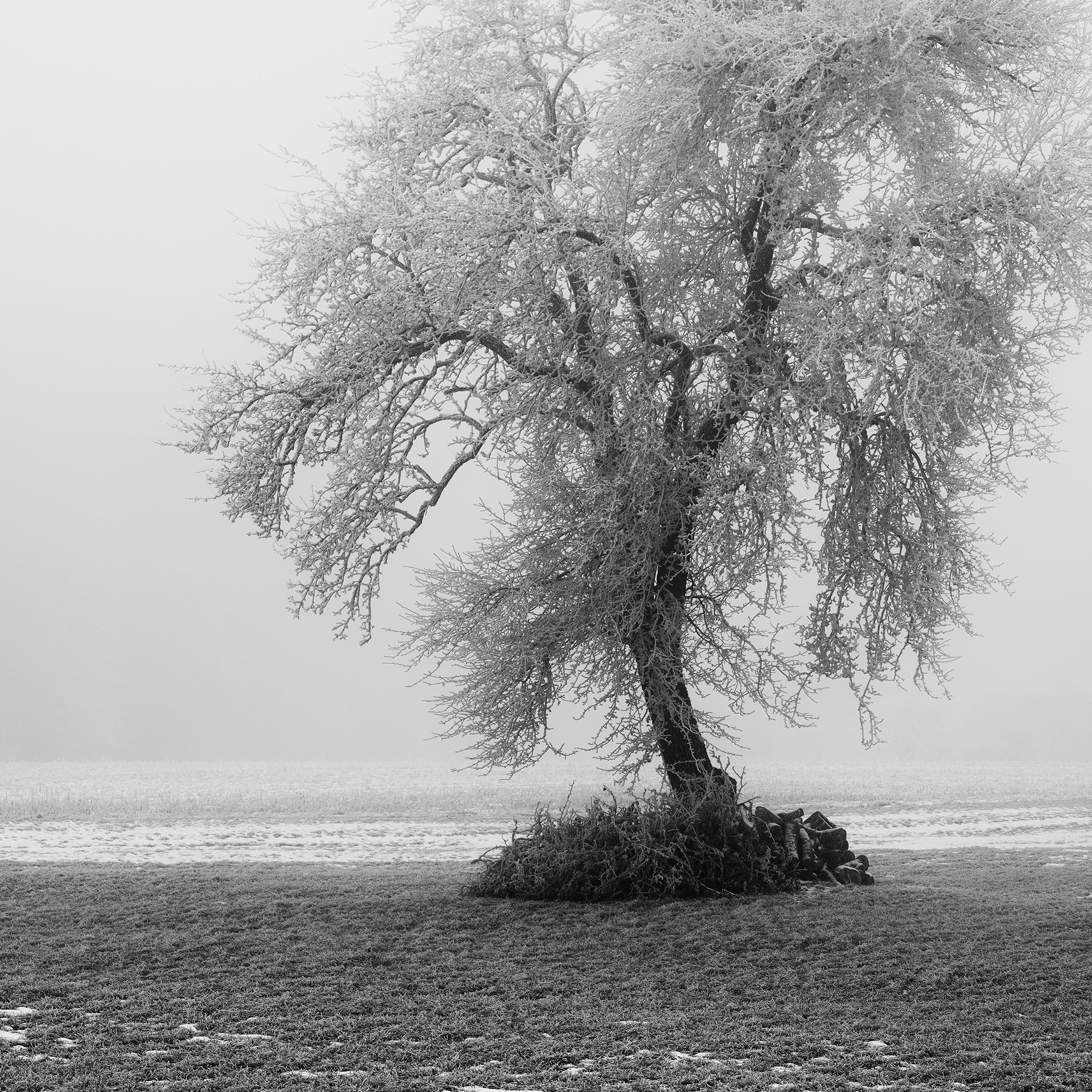 Paysage minimaliste, ferme givrée, terrain d'hiver, arbre solitaire, tirage limité en vente 5