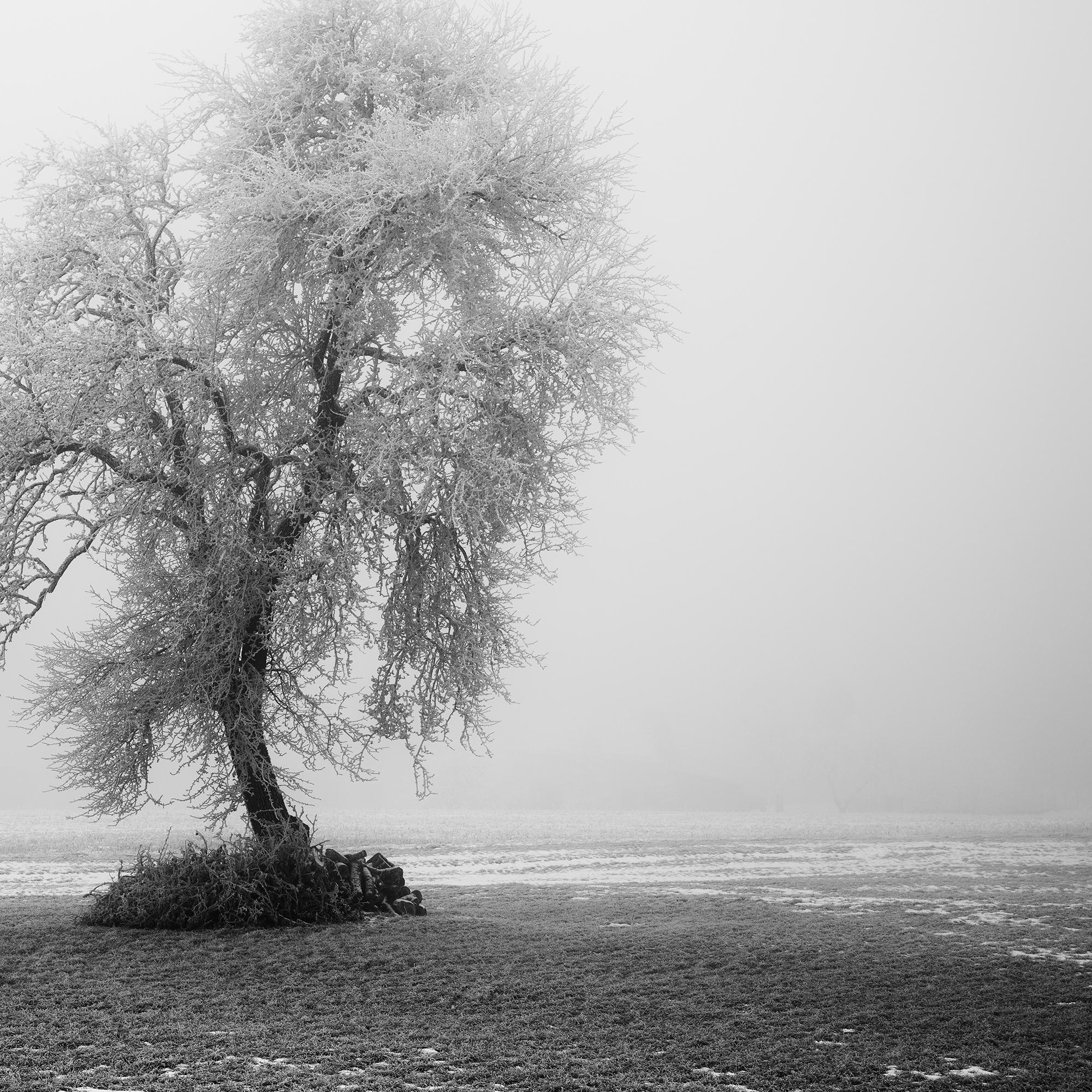 Paysage minimaliste, ferme givrée, terrain d'hiver, arbre solitaire, tirage limité en vente 6