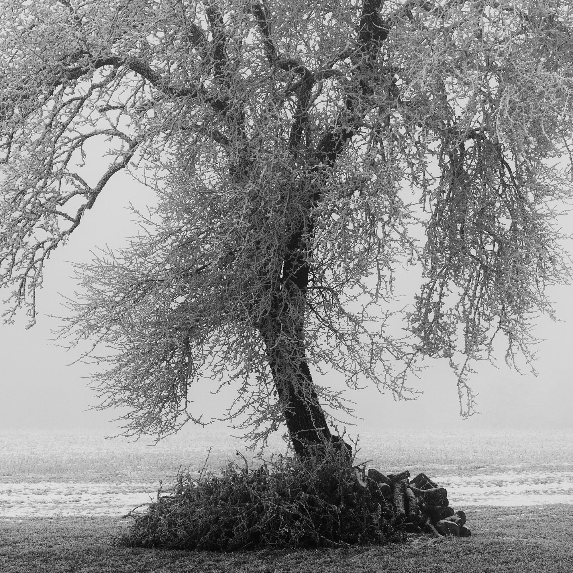 Paysage minimaliste, ferme givrée, terrain d'hiver, arbre solitaire, tirage limité en vente 7