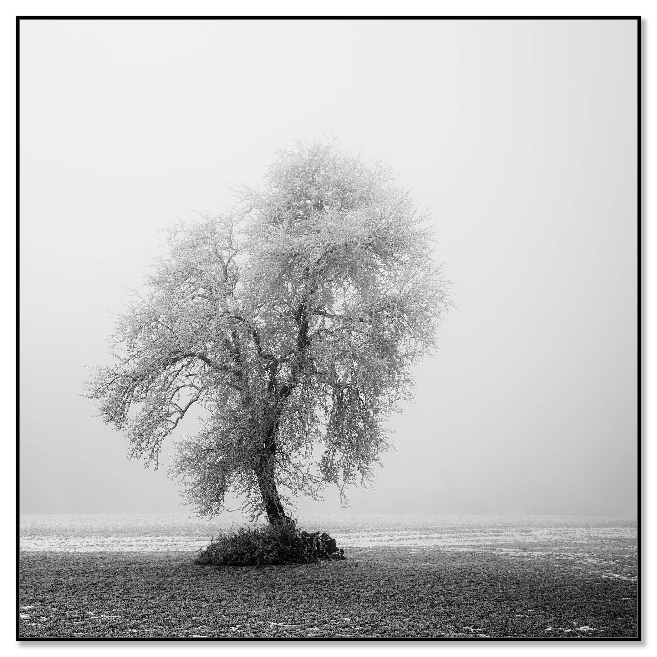 Paysage minimaliste, ferme givrée, terrain d'hiver, arbre solitaire, tirage limité - Photograph de Gerald Berghammer
