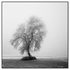 Paisaje minimalista, granja helada, campo de invierno, árbol solitario, impresión limitada