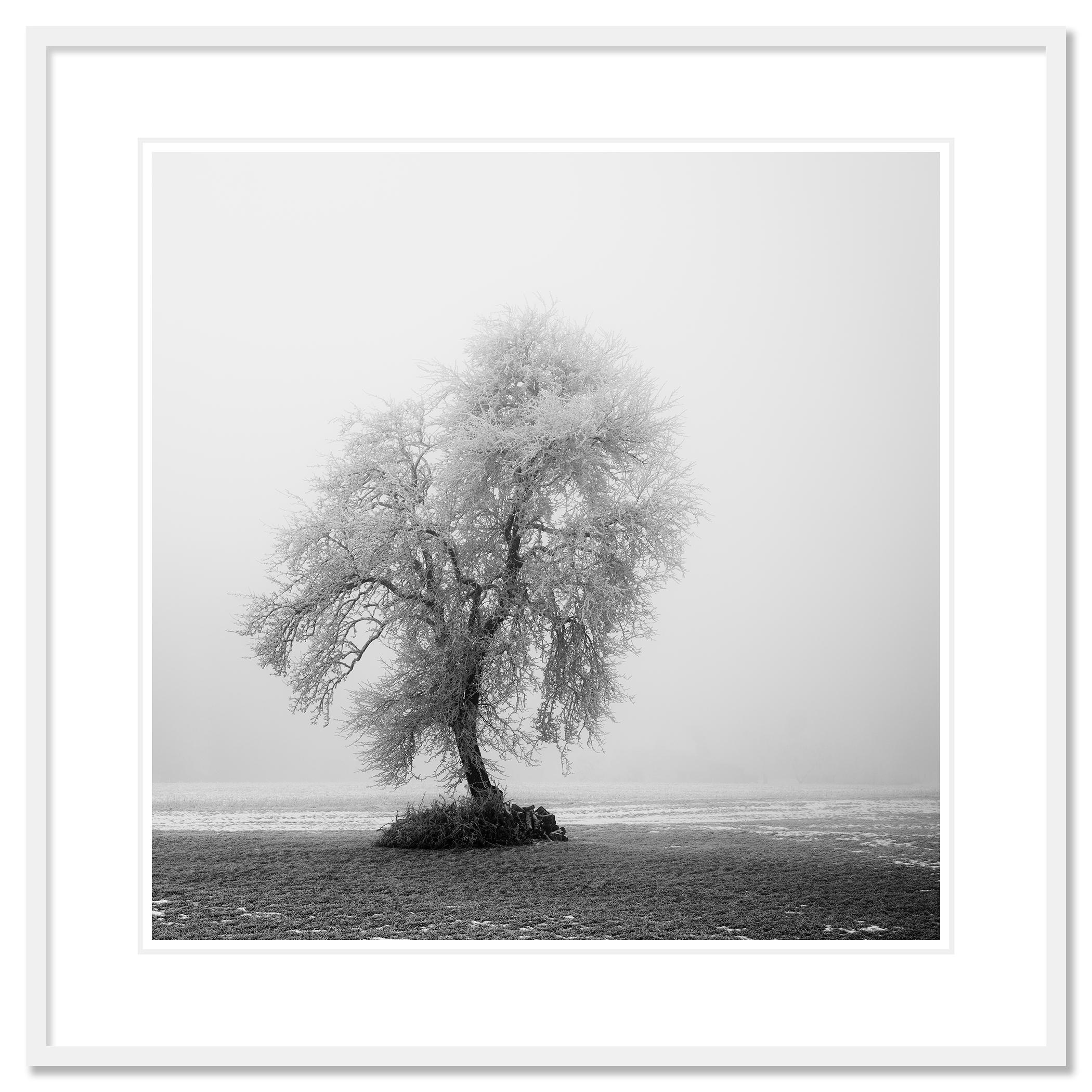 Paysage minimaliste, ferme givrée, terrain d'hiver, arbre solitaire, tirage limité en vente 1