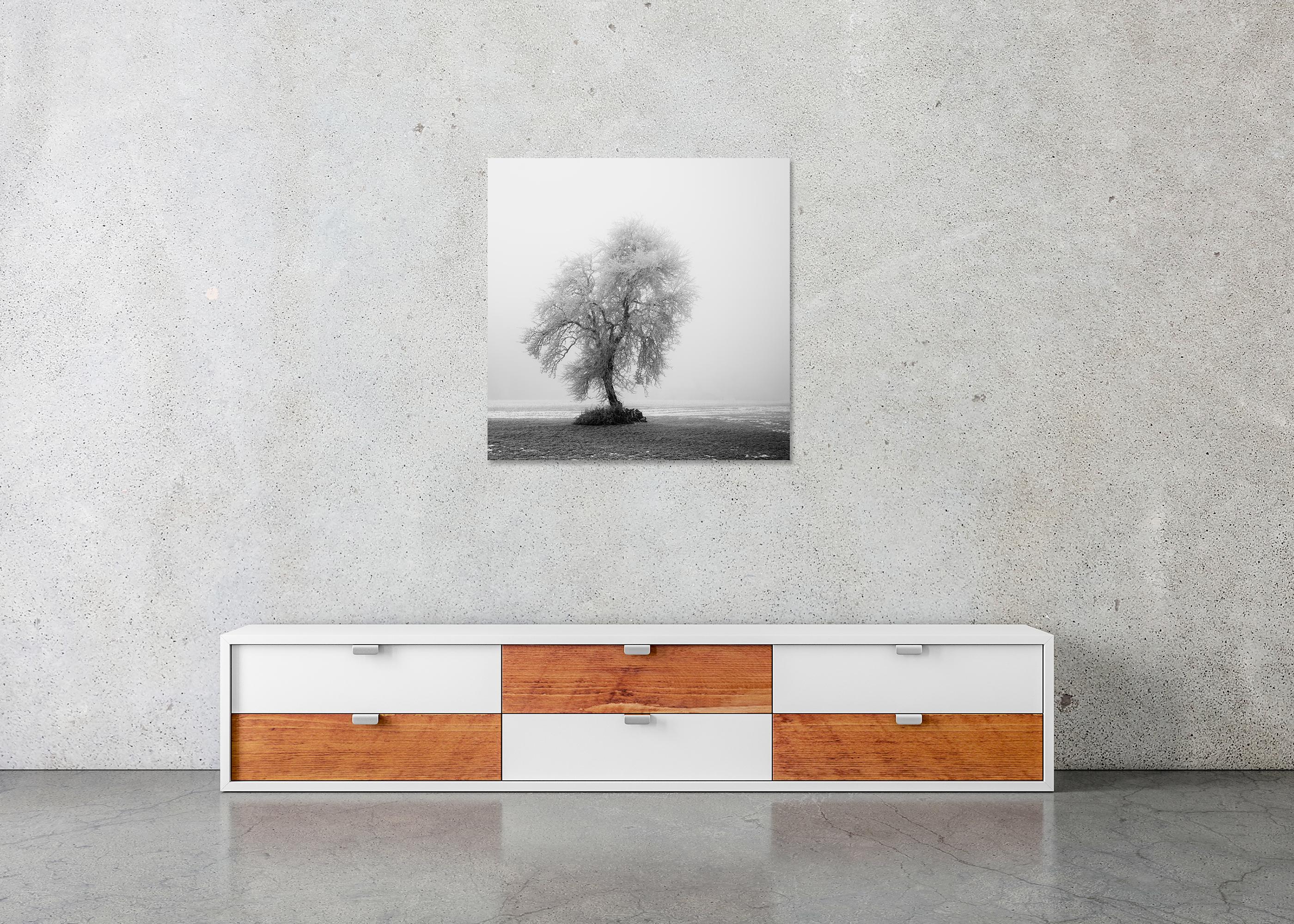 Paysage minimaliste, ferme givrée, terrain d'hiver, arbre solitaire, tirage limité en vente 4