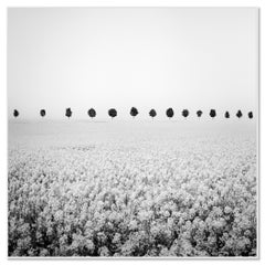 Brassica Napus, Tree Avenue, photogrph monochrome, paysage en édition limitée