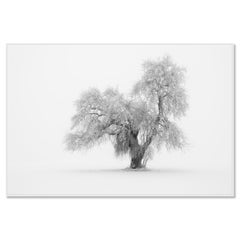 Minimalist Winter Tree, Limited-Edition Black-and-White Fine Art Landscape Print