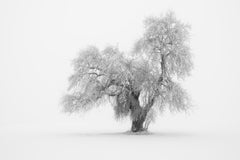 Minimalist Winter Tree, Limited-Edition Black-and-White Fine Art Landscape Print