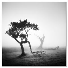 Ancienne forêt de lauriers, arbres, photographie en noir et blanc, paysage, art