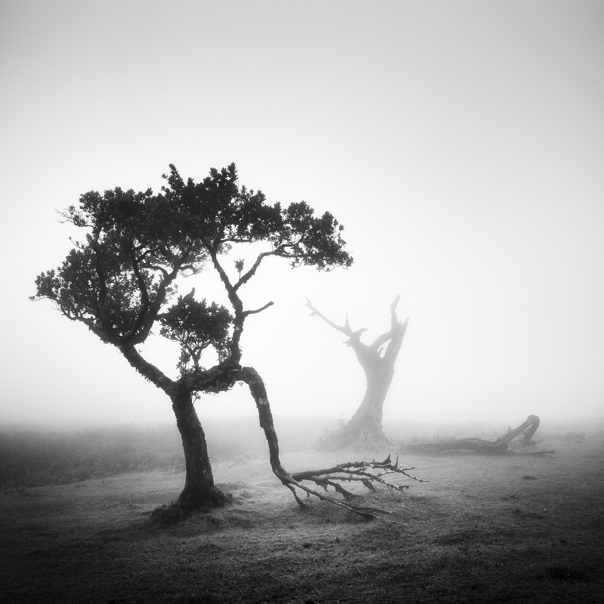 Misty Trees in Fog – Fanal, Madeira – Black-and-White Limited Edition Print