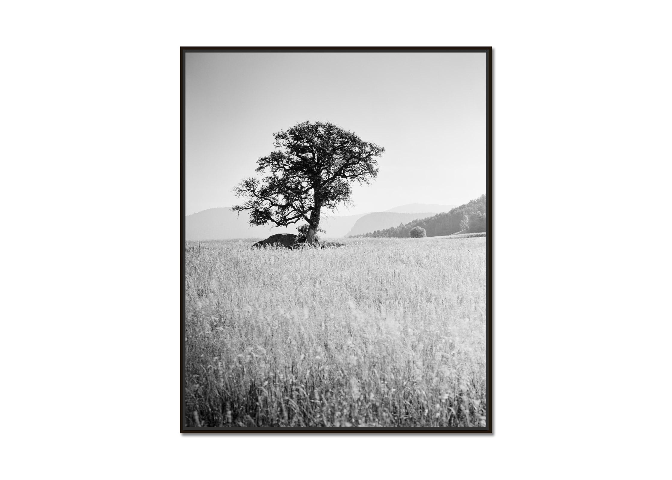 Morning Sun, single tree, Seiser Alm, black and white landscape, art photography - Photograph by Gerald Berghammer