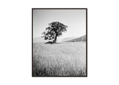 Morning Sun, Single Tree, Dolomites, limited edition, landscape photograph