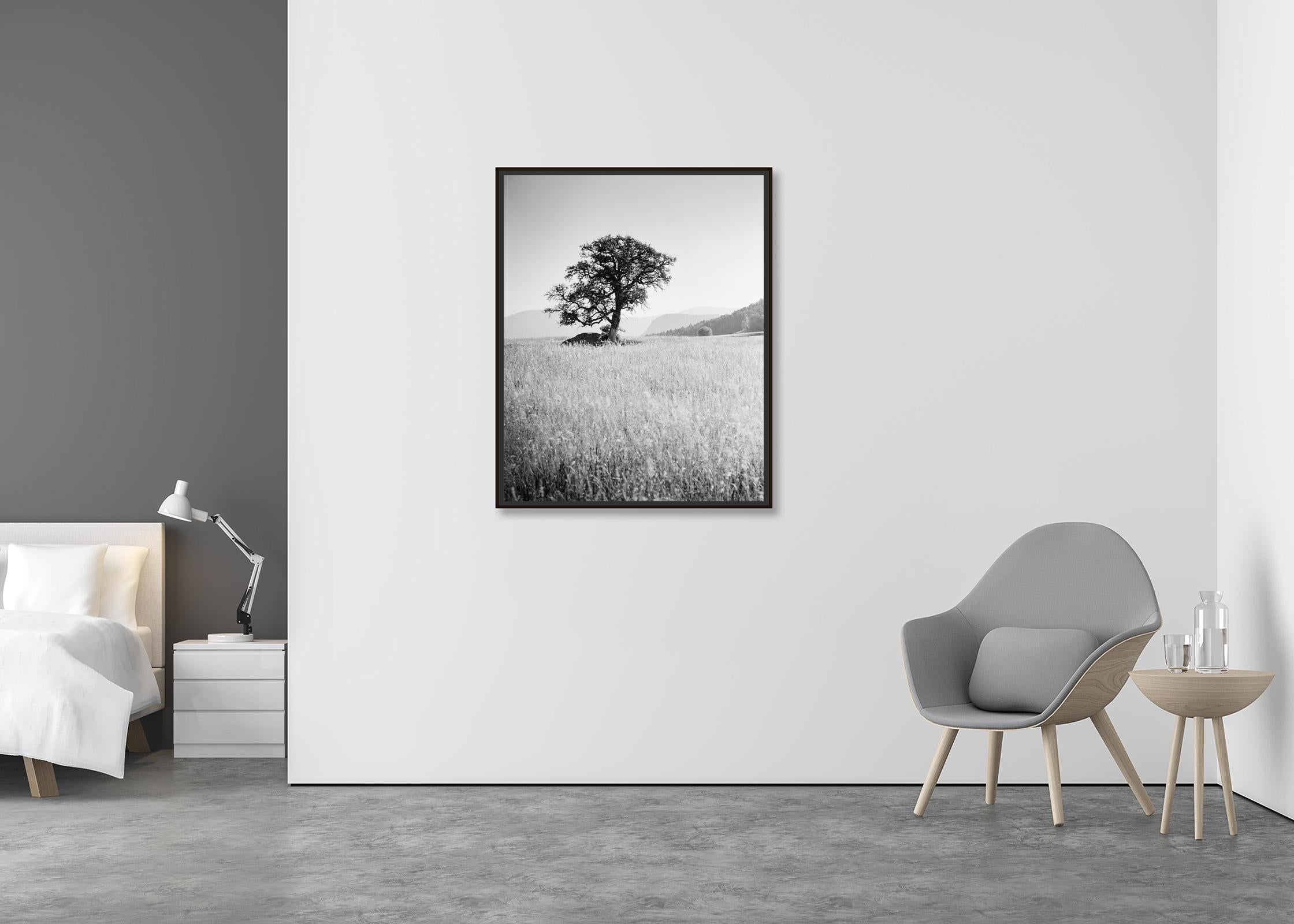 Morning Sun, single tree, Seiser Alm, black and white landscape, art photography - Contemporary Photograph by Gerald Berghammer