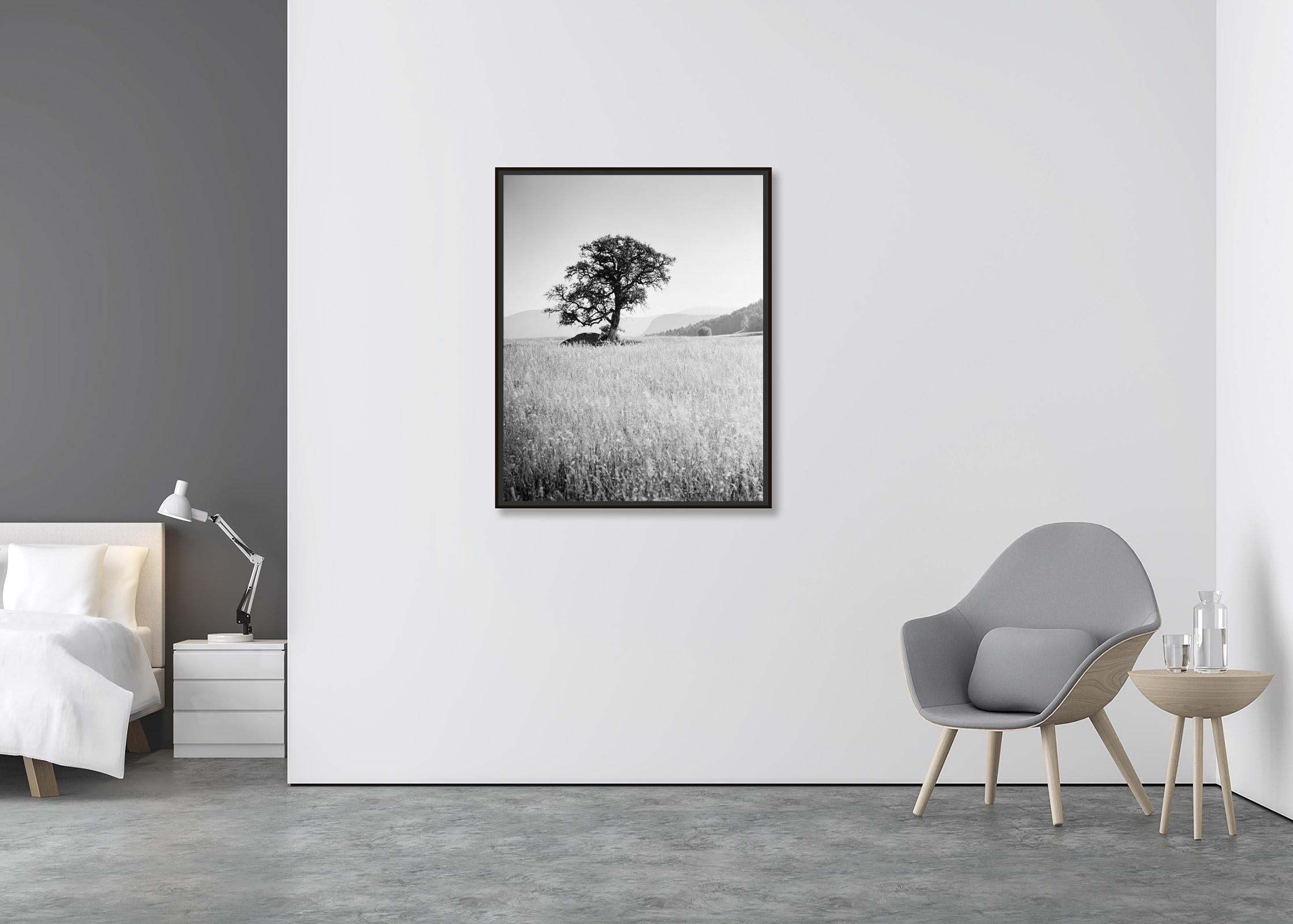 Morning Sun, Single Tree, Dolomites, limitierte Auflage, Landschaftsfotografie (Zeitgenössisch), Photograph, von Gerald Berghammer