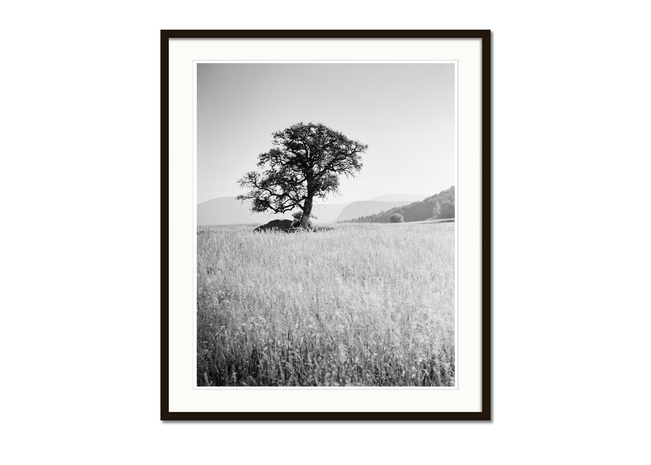 Morning Sun, single tree, Seiser Alm, black and white landscape, art photography - Gray Black and White Photograph by Gerald Berghammer