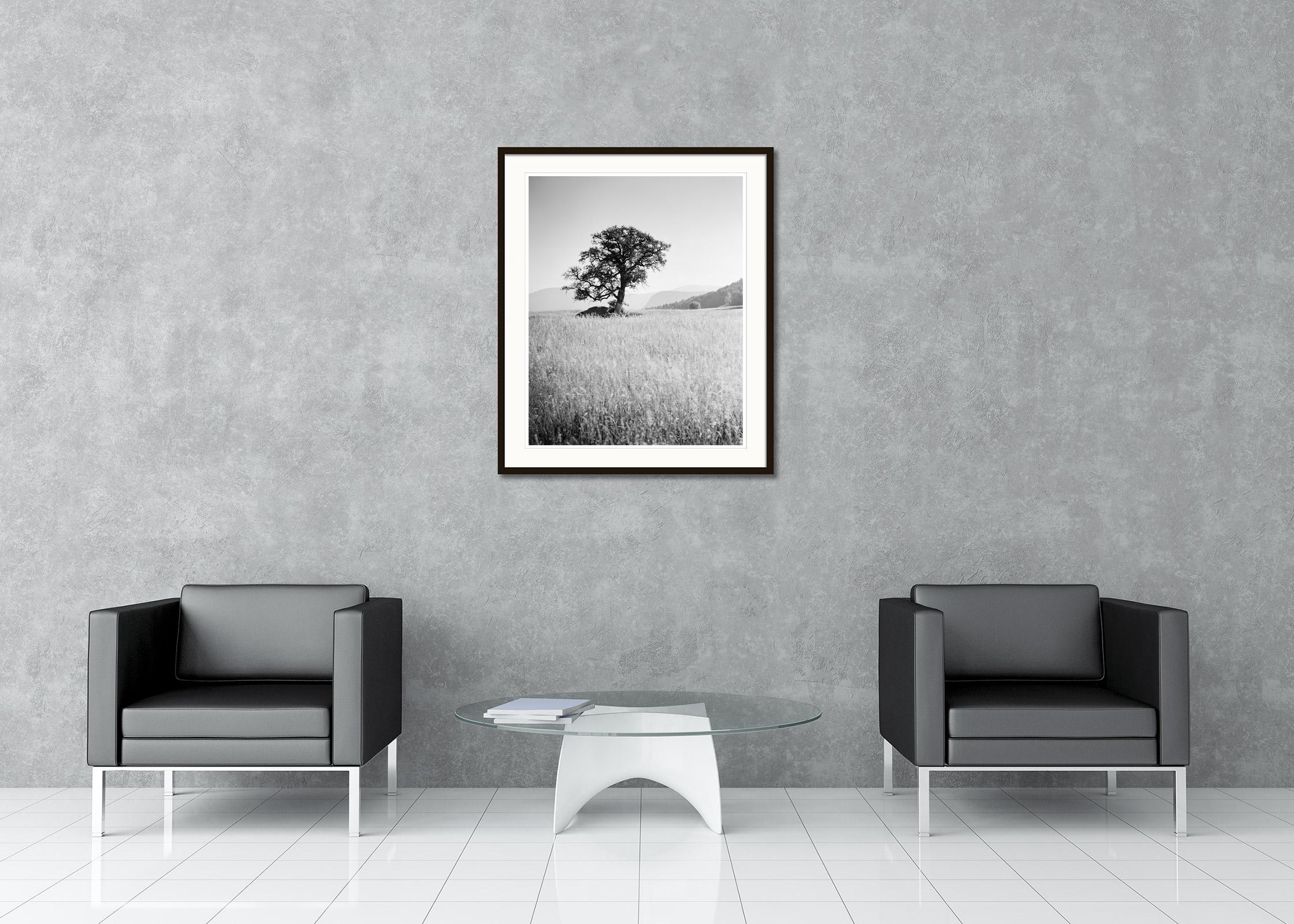 Black and white fine art landscape photography. Single tree in the cornfield at sunrise, Seiser Alm, Italy. Archival pigment ink print, edition of 7. Signed, titled, dated and numbered by artist. Certificate of authenticity included. Printed with