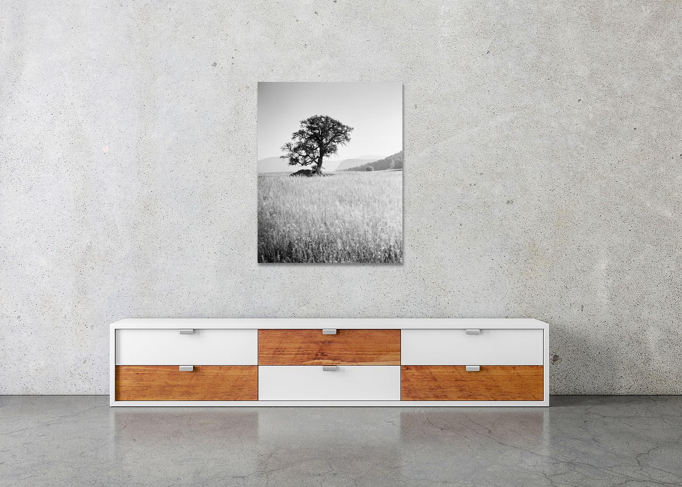 Morning Sun, single tree, Seiser Alm, black and white landscape, art photography For Sale 2