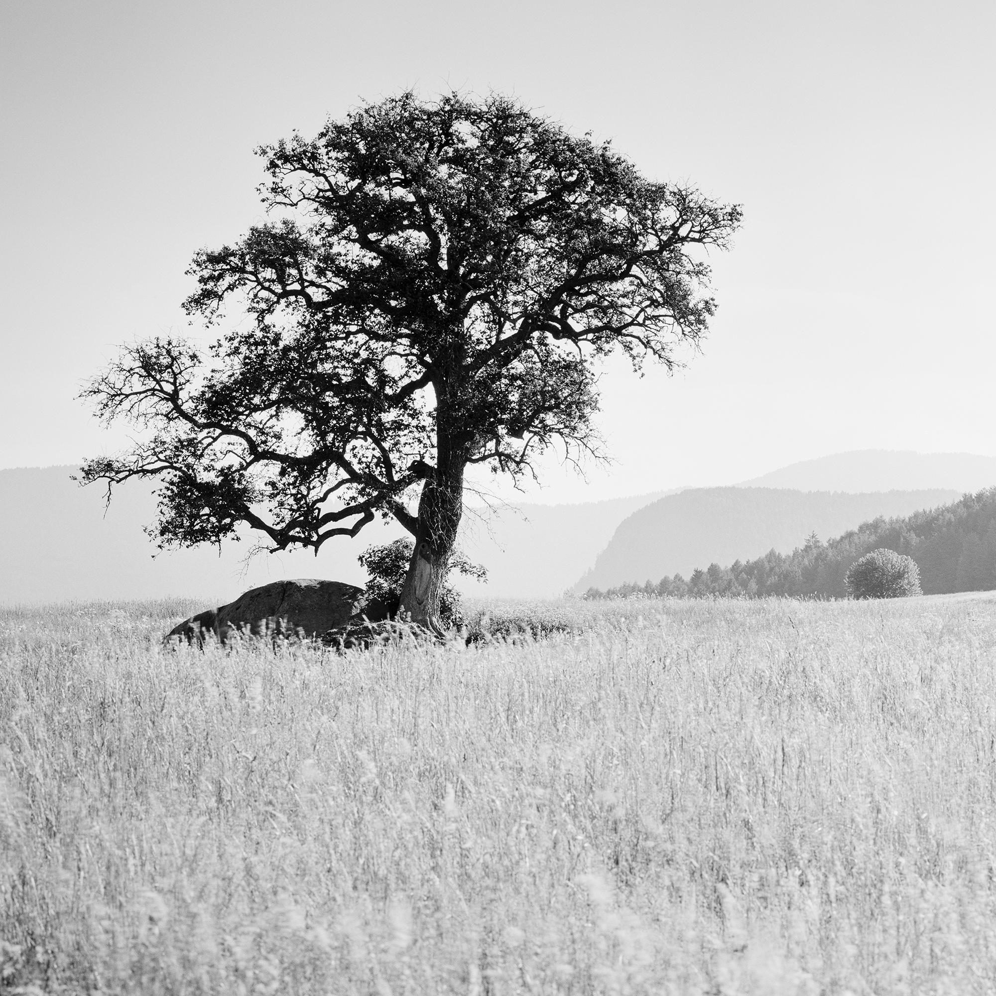 Morning Sun, ein einzelner Baum, Seiser Alm, Schwarz-Weiß-Landschaft, Kunstfotografie im Angebot 3