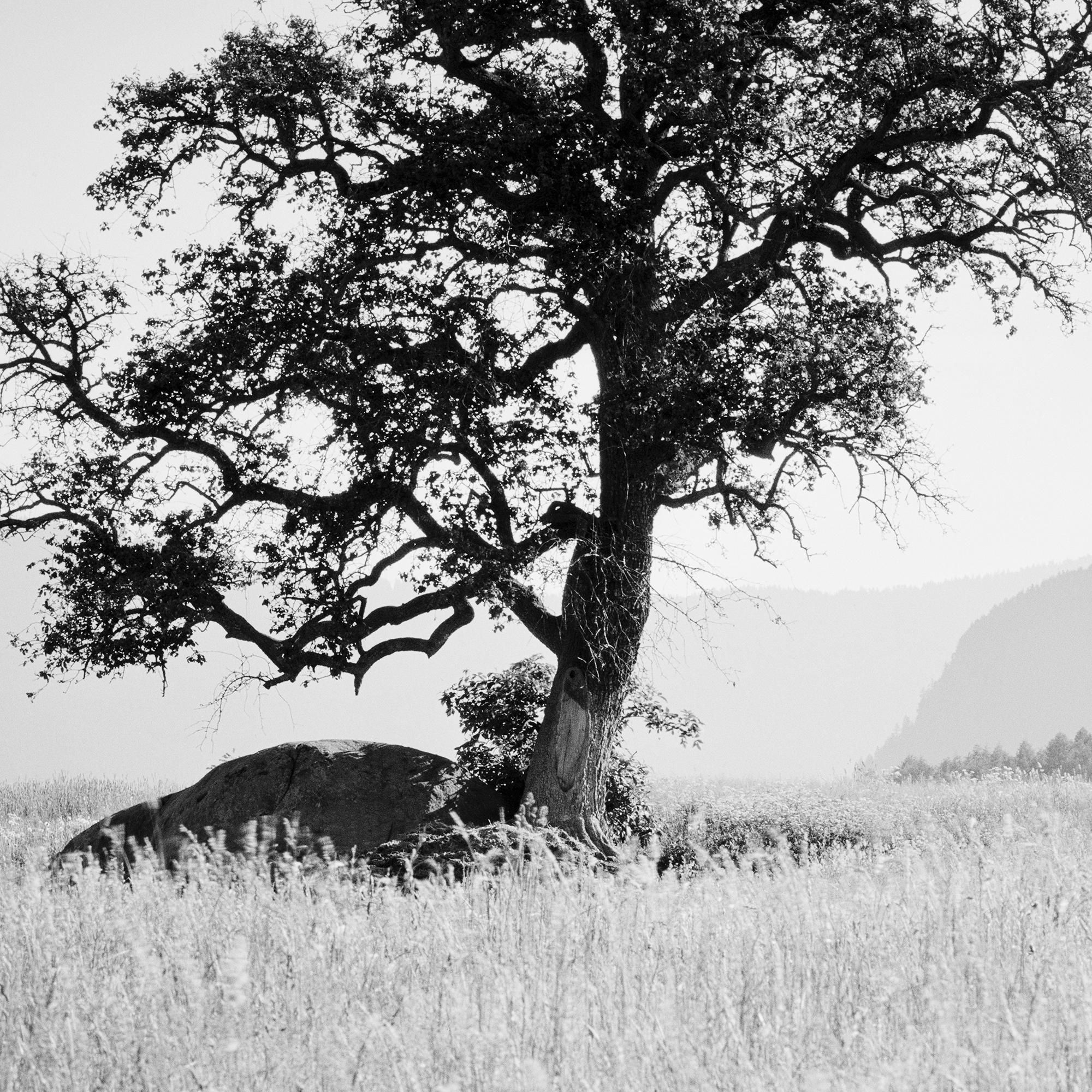 Morning Sun, single tree, Seiser Alm, black and white landscape, art photography For Sale 4
