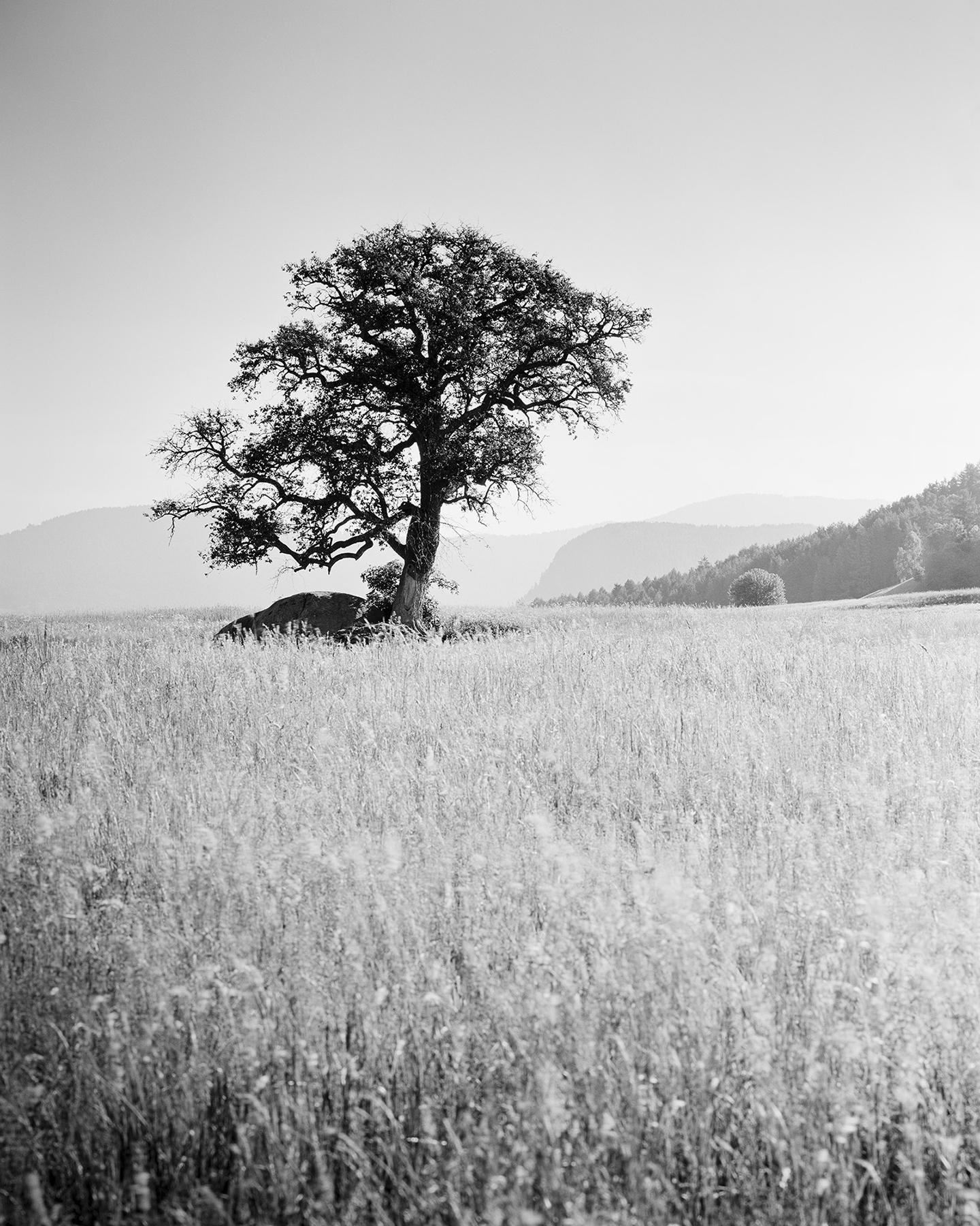 Gerald Berghammer Black and White Photograph – Morning Sun, ein einzelner Baum, Seiser Alm, Schwarz-Weiß-Landschaft, Kunstfotografie