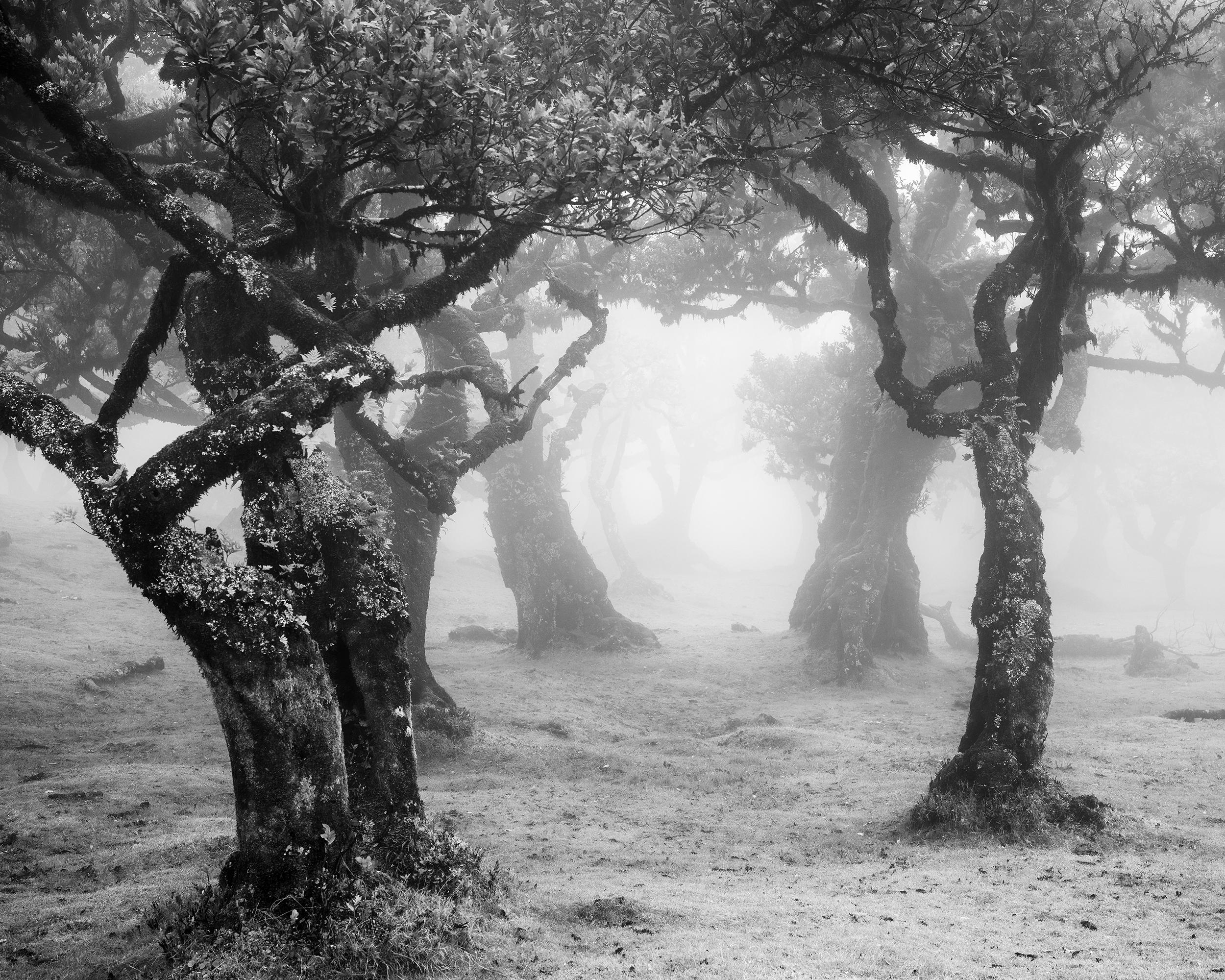 Mystical Forest Clearing, Madeira, Limited Black-and-White Landscape Photograph