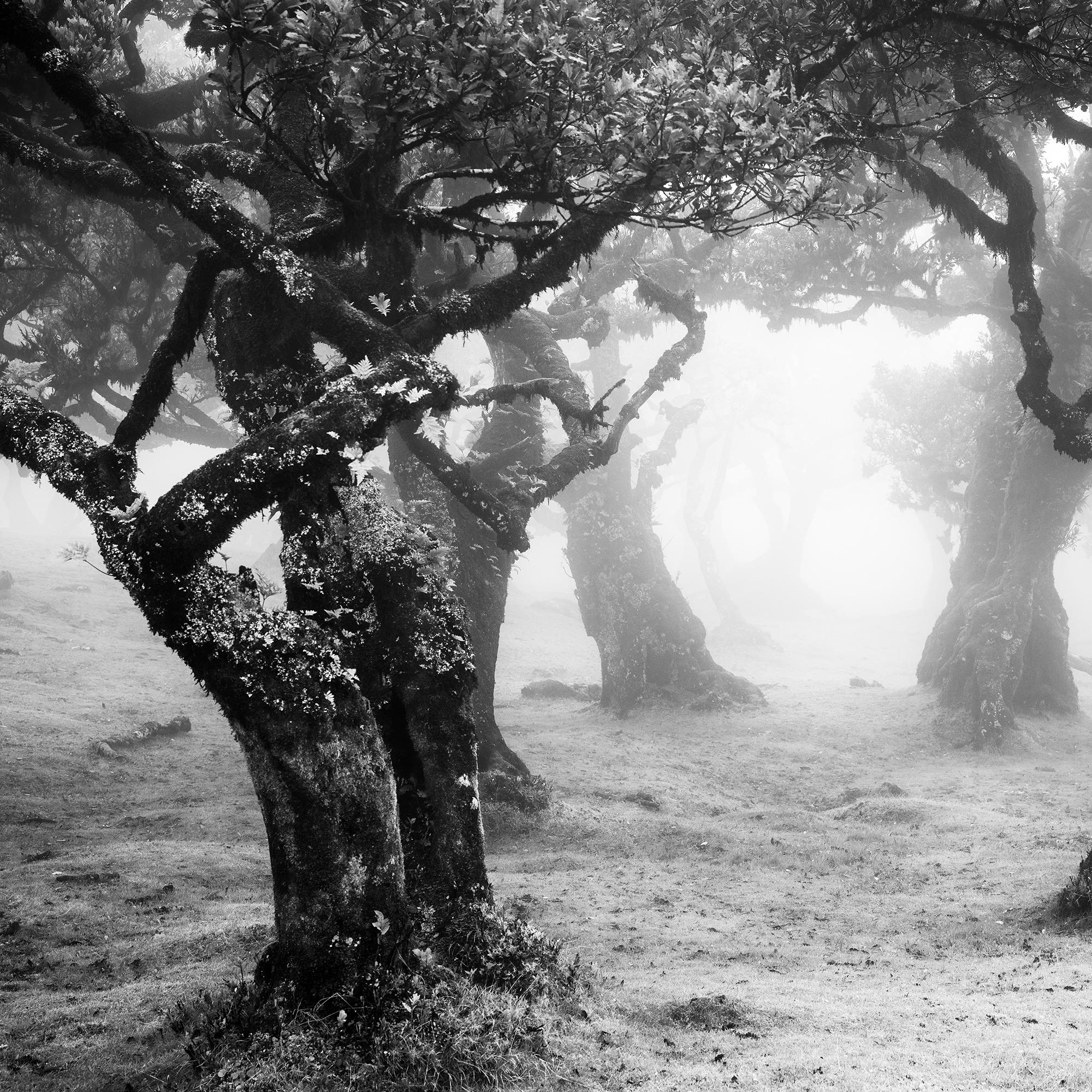 Despeje místico del bosque, Madeira, Portugal, fotografía de paisaje limitada en venta 5