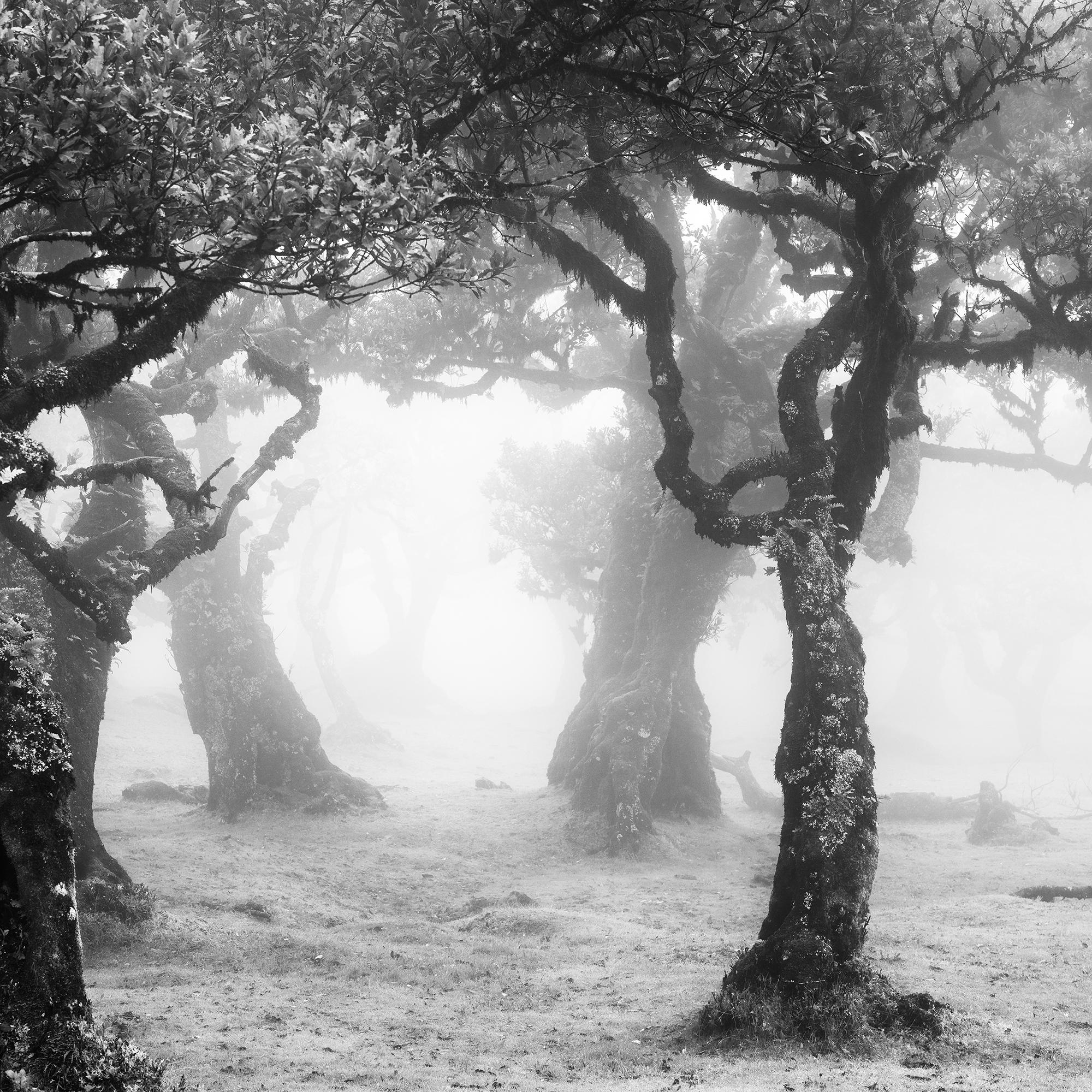 Despeje místico del bosque, Madeira, Portugal, fotografía de paisaje limitada en venta 6