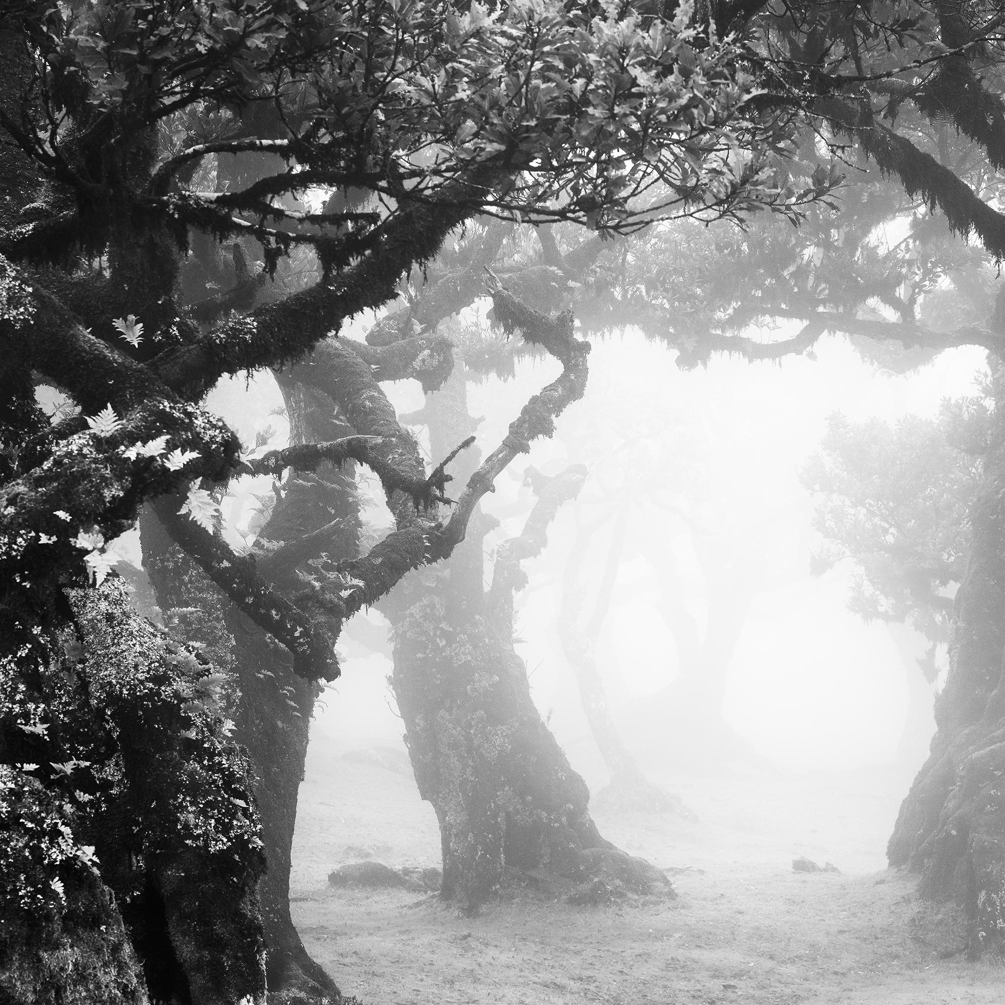 Despeje místico del bosque, Madeira, Portugal, fotografía de paisaje limitada en venta 7