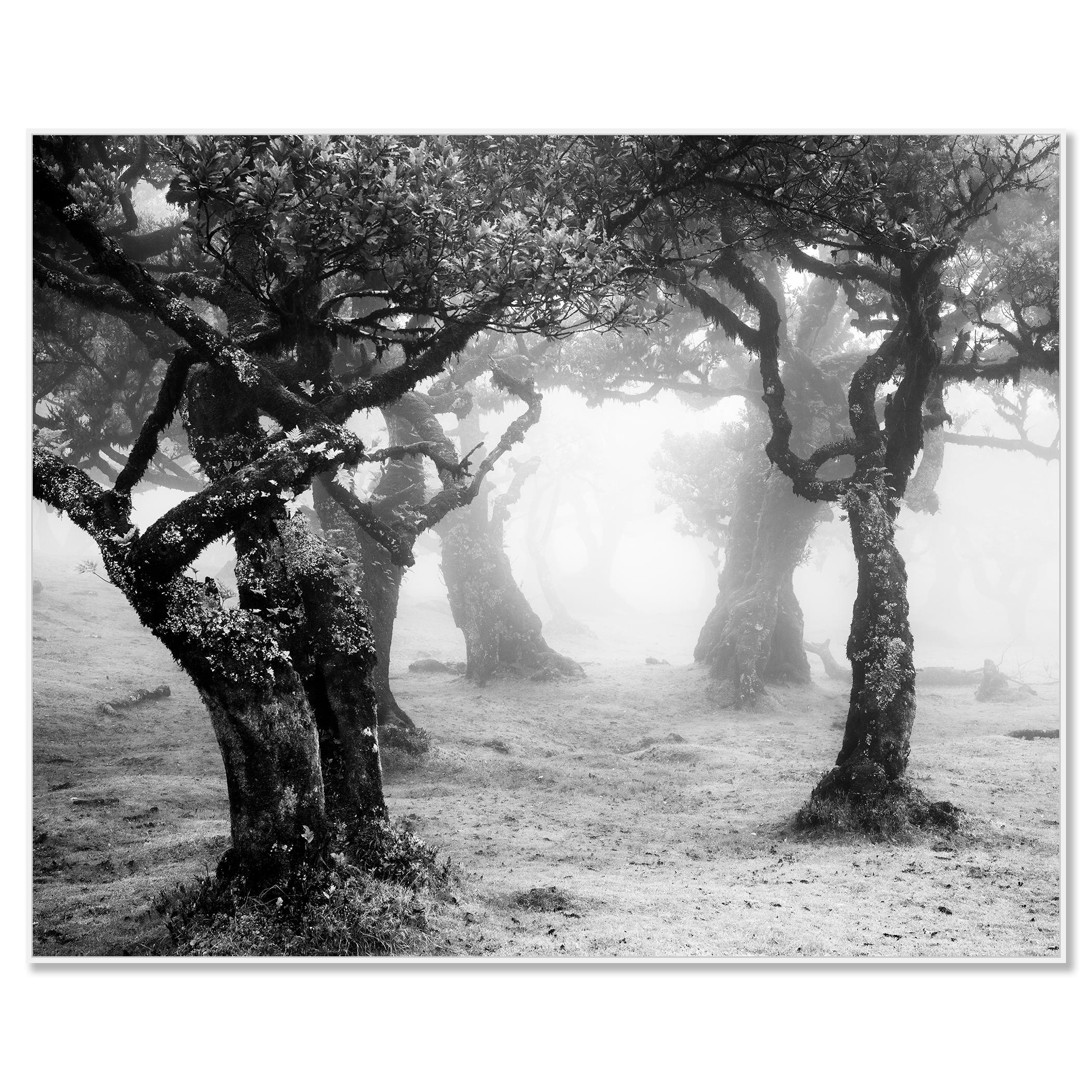Despeje místico del bosque, Madeira, Portugal, fotografía de paisaje limitada - Photograph de Gerald Berghammer