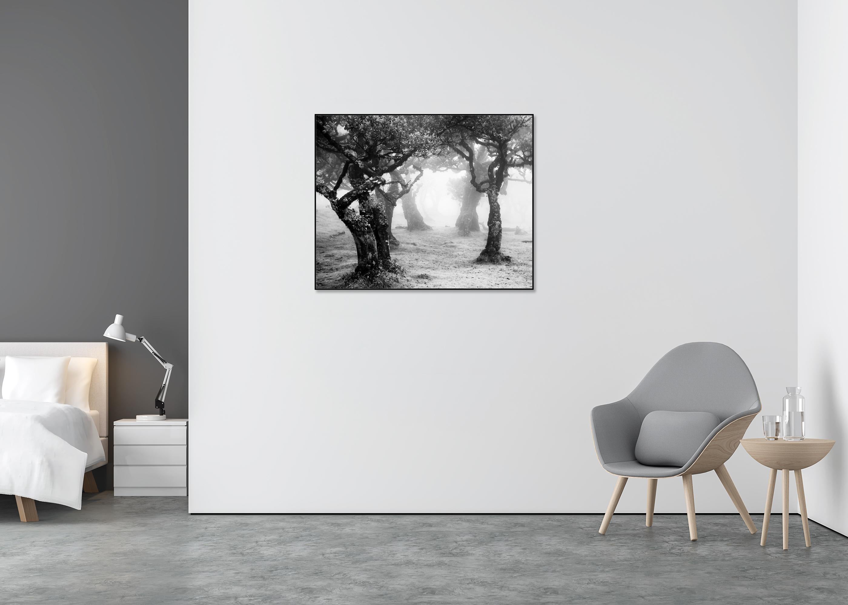Despeje místico del bosque, Madeira, Portugal, fotografía de paisaje limitada - Landscape Photograph Gris de Gerald Berghammer