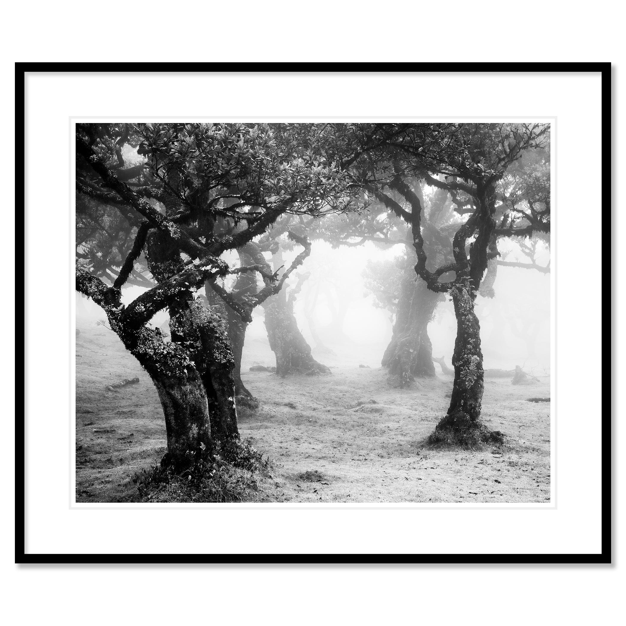 Despeje místico del bosque, Madeira, Portugal, fotografía de paisaje limitada en venta 1