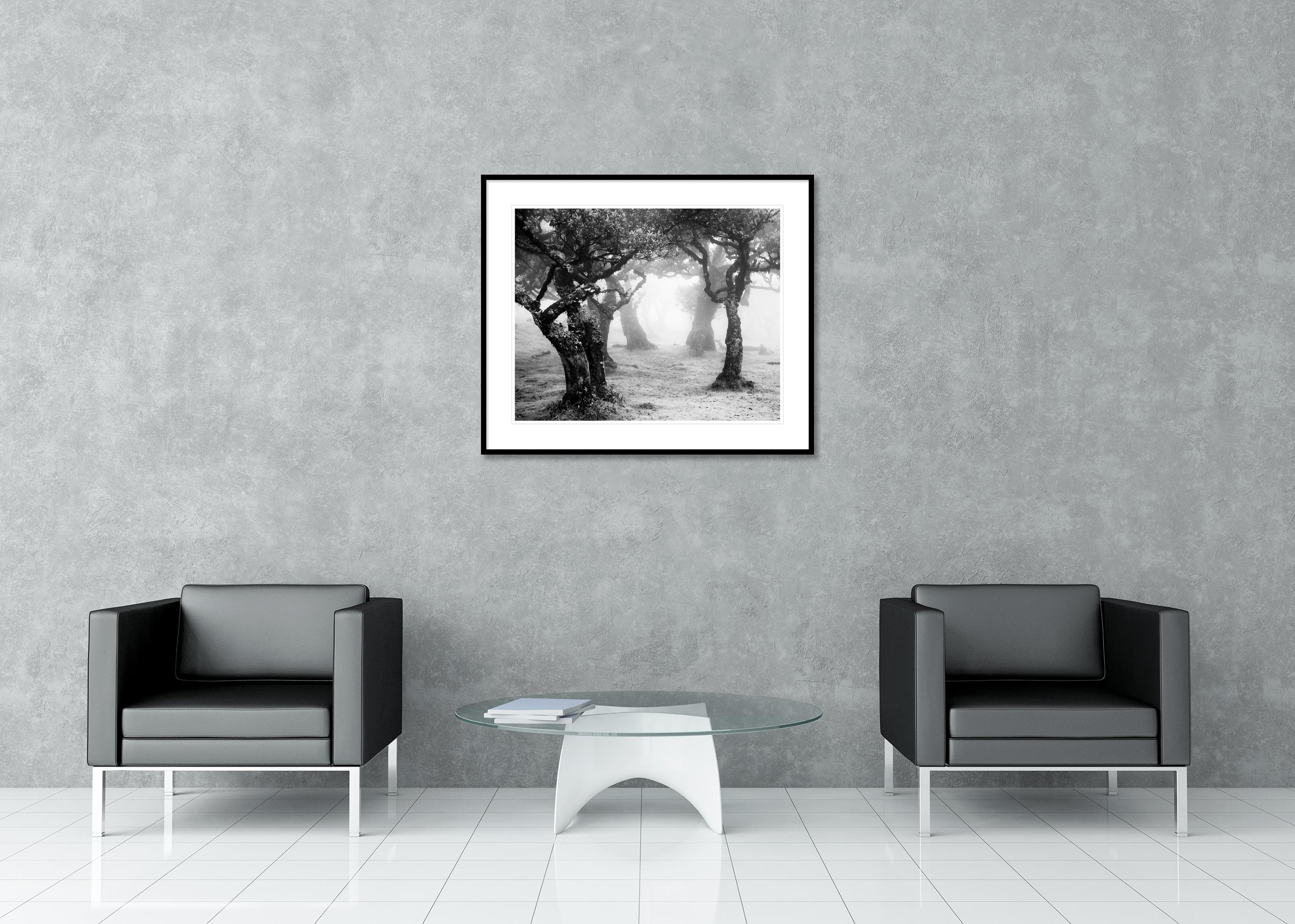 Despeje místico del bosque, Madeira, Portugal, fotografía de paisaje limitada en venta 2