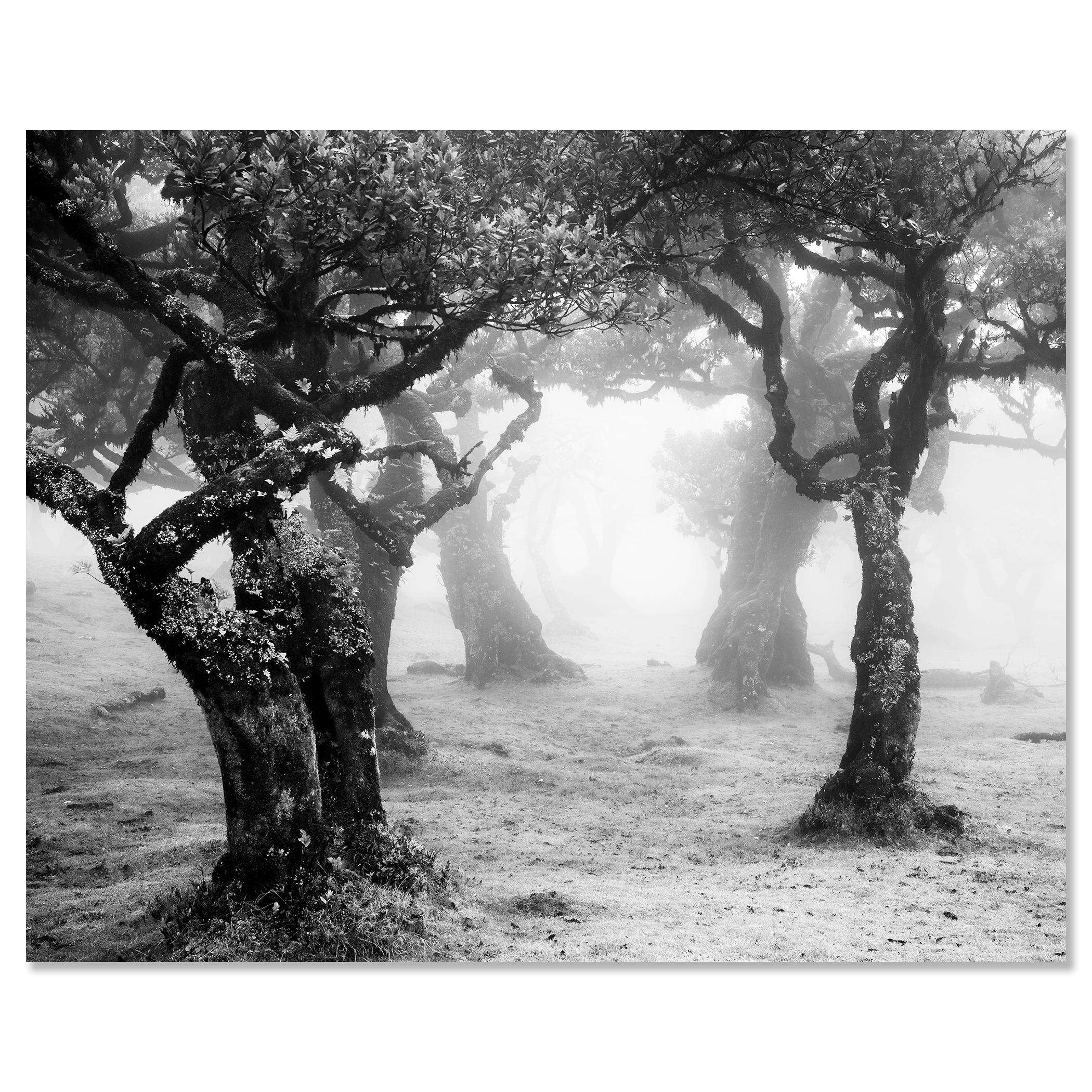 Despeje místico del bosque, Madeira, Portugal, fotografía de paisaje limitada en venta 3
