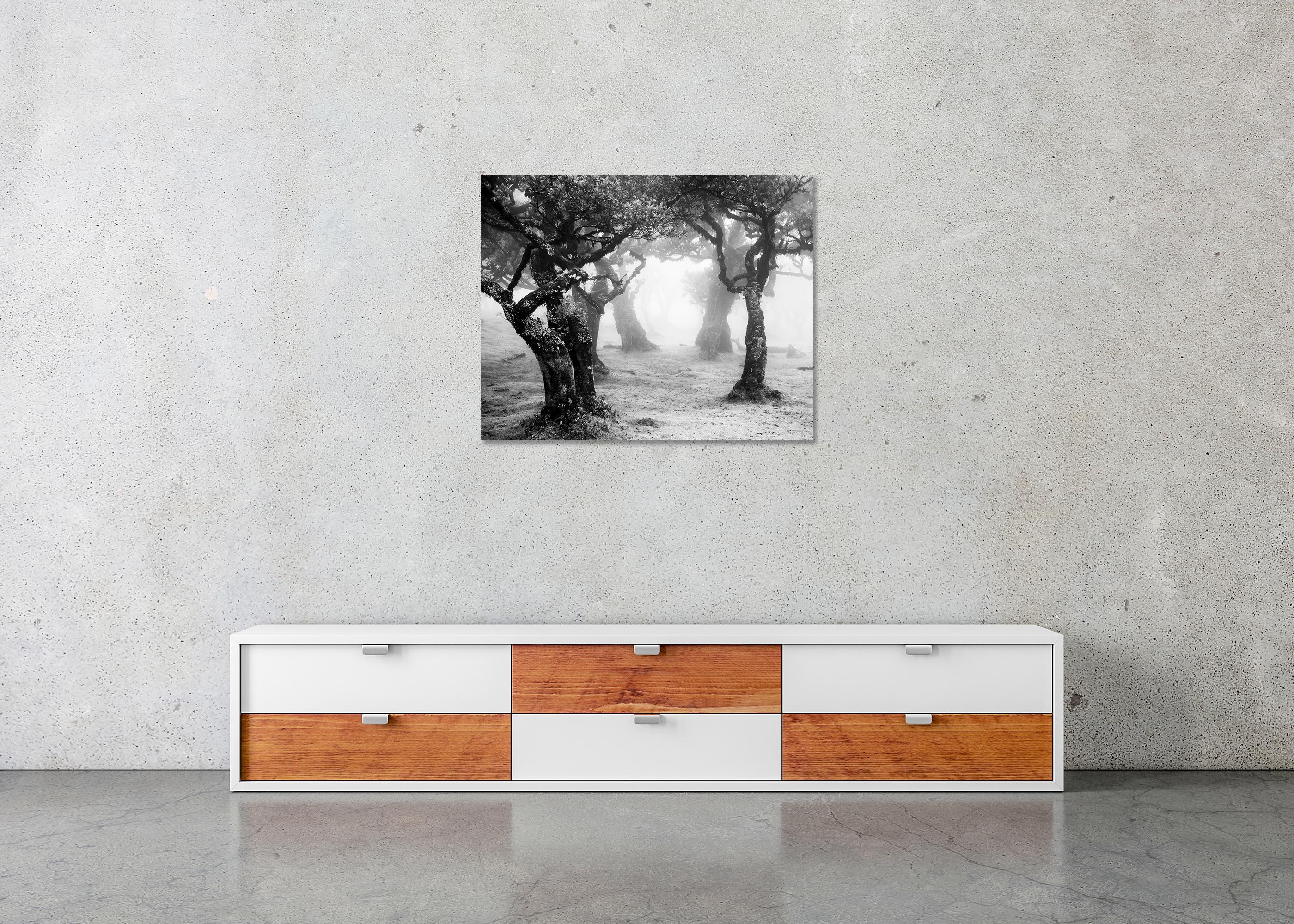 Despeje místico del bosque, Madeira, Portugal, fotografía de paisaje limitada en venta 4