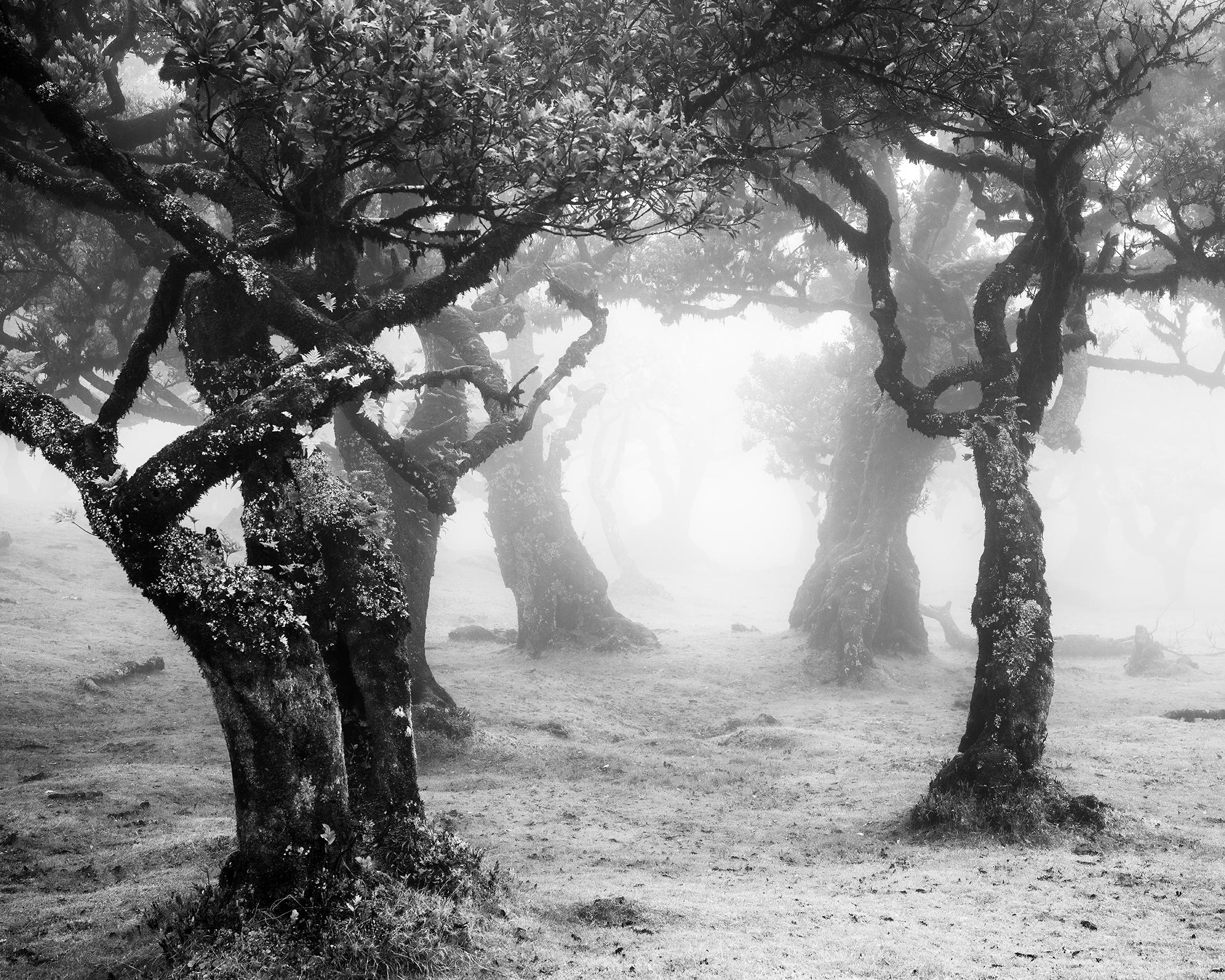 Tree Photography