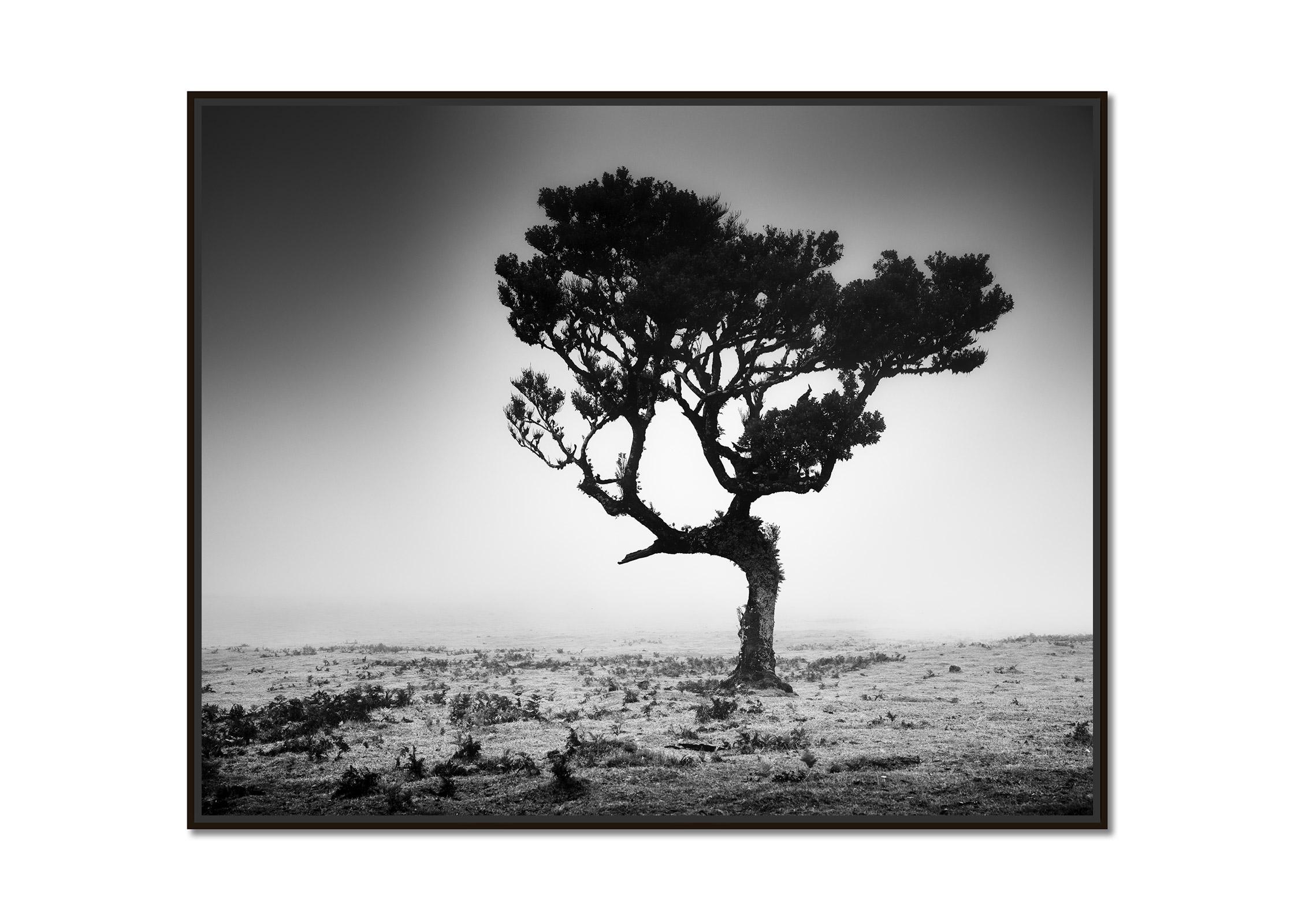 Mystical Tree, foggy, Fanal, Madeira, black and white art landscape photography - Photograph by Gerald Berghammer