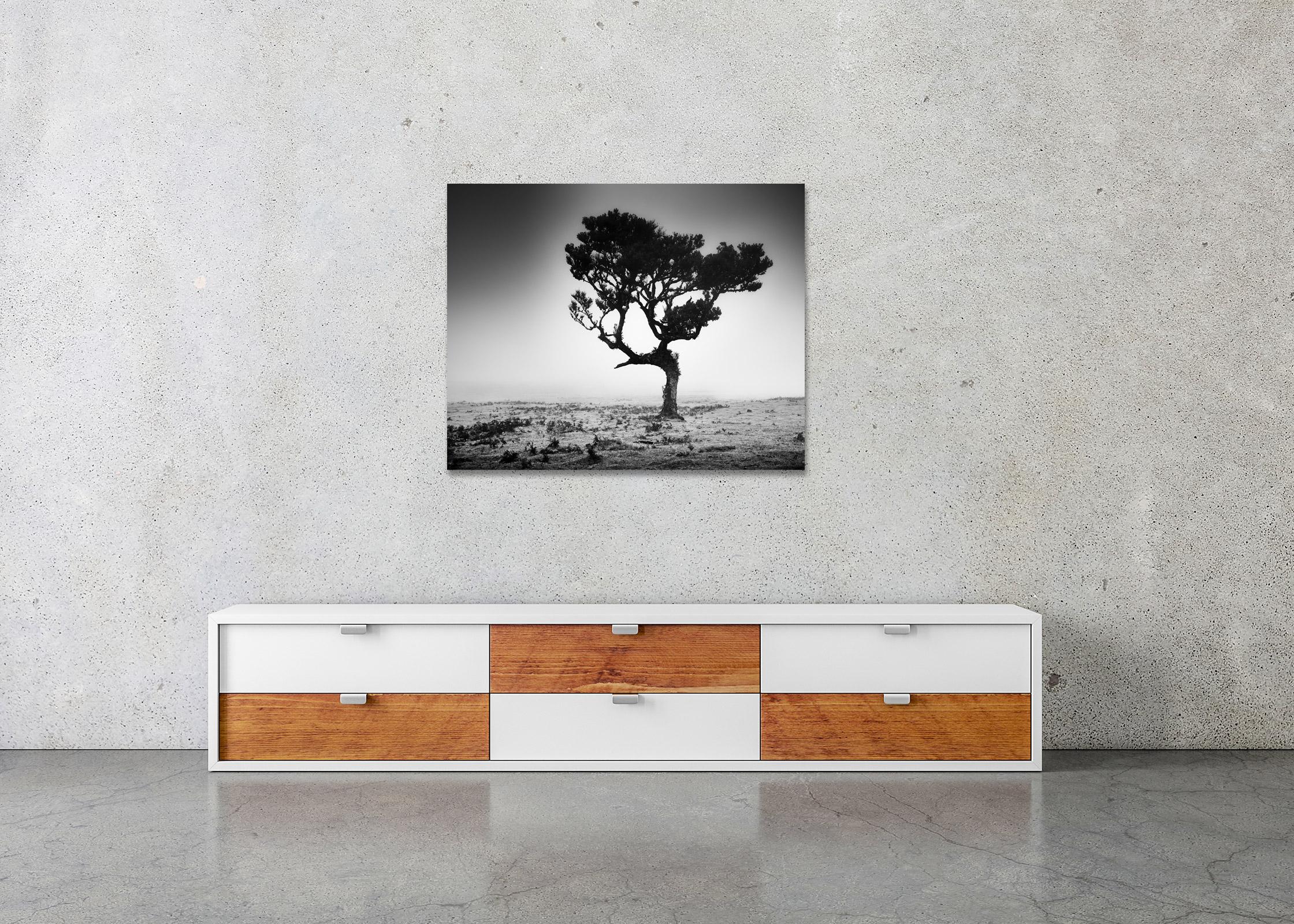 Mystical Tree, foggy, Fanal, Madeira, black and white art landscape photography - Contemporary Photograph by Gerald Berghammer