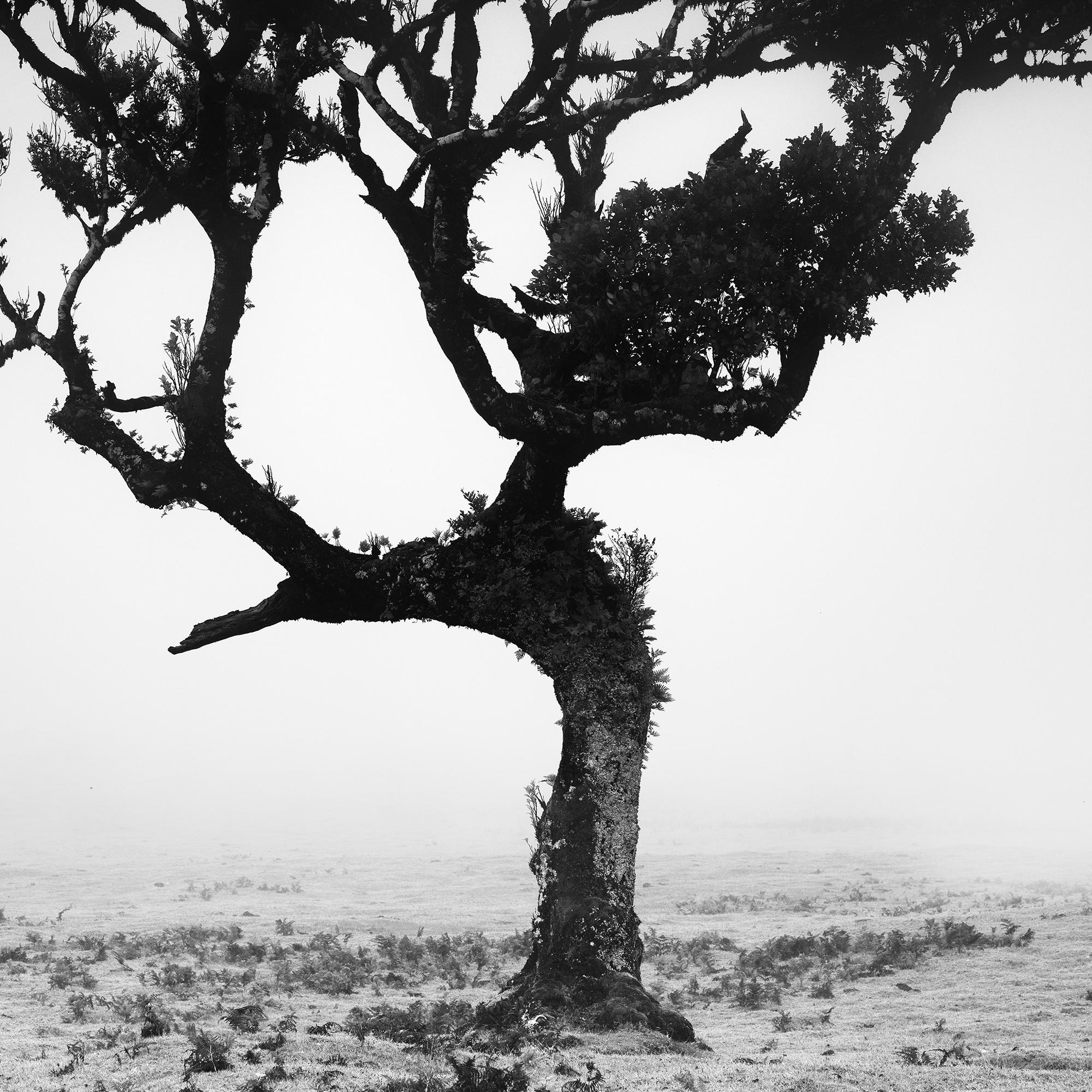 Mystical Tree, foggy, Fanal, Madeira, black and white art landscape photography For Sale 1