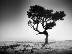 Mystical Tree, Foggy, Madeira, Portugal, black and white photography, landscape