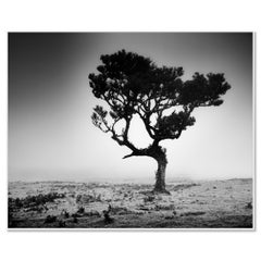 Mystical Tree in Mist – B&W Madeira Landscape – Limited Edition