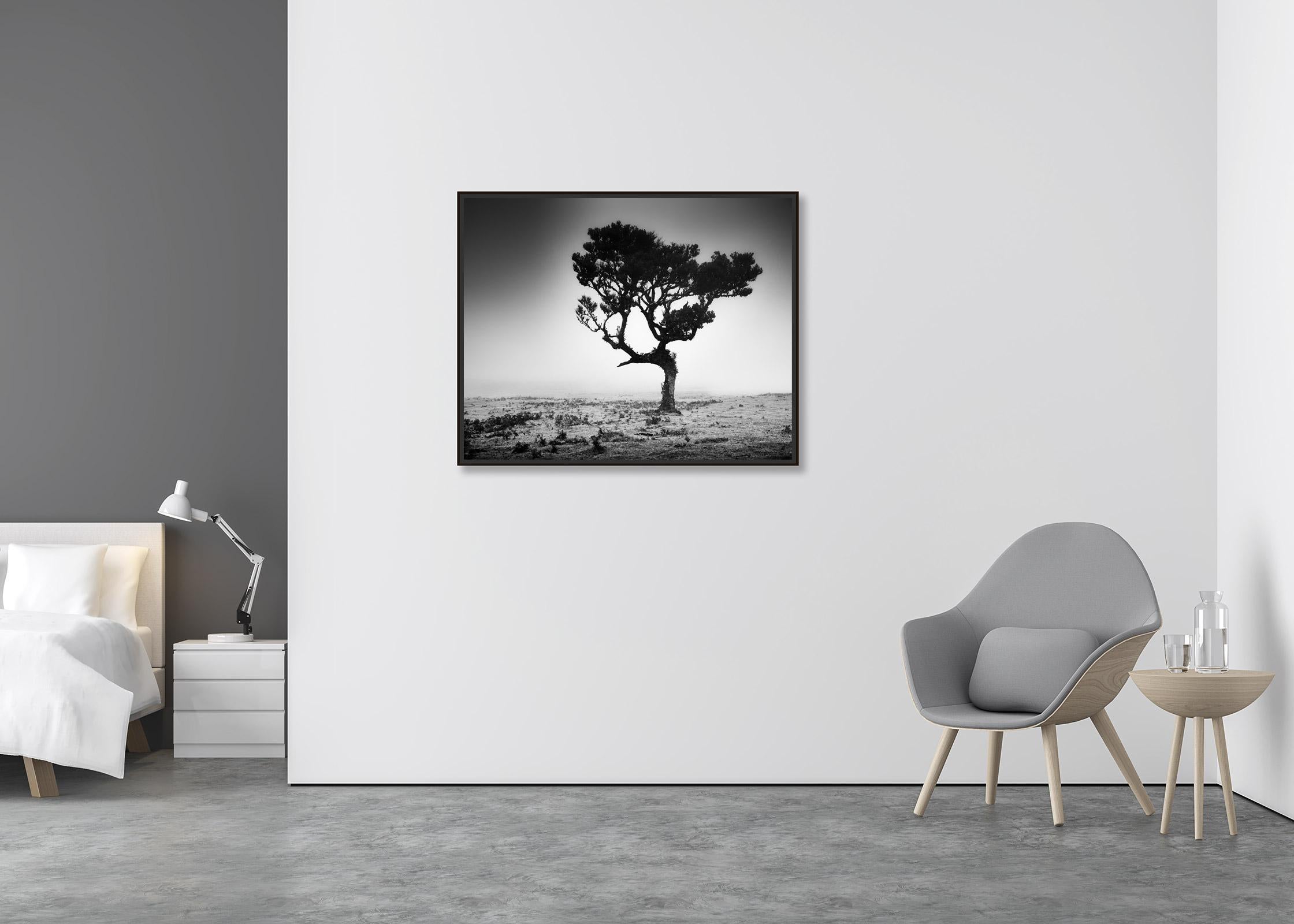 Mystical Tree, misty, Fanal, Madeira, black and white photography, landscape  - Contemporary Photograph by Gerald Berghammer