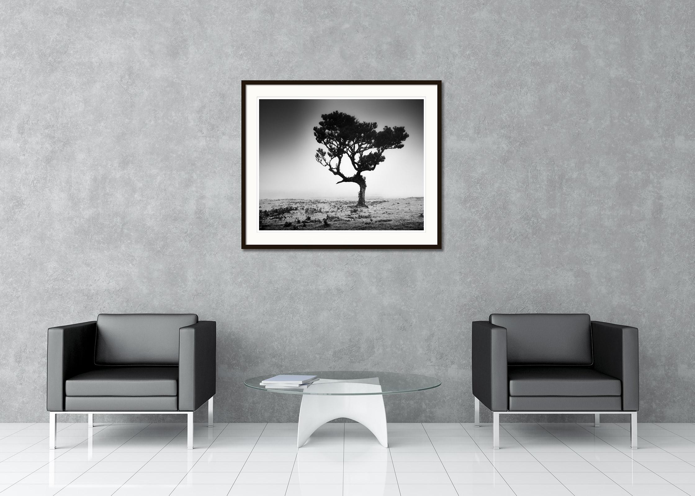 Mystical Tree, misty, Fanal, Madeira, black and white photography, landscape  For Sale 1