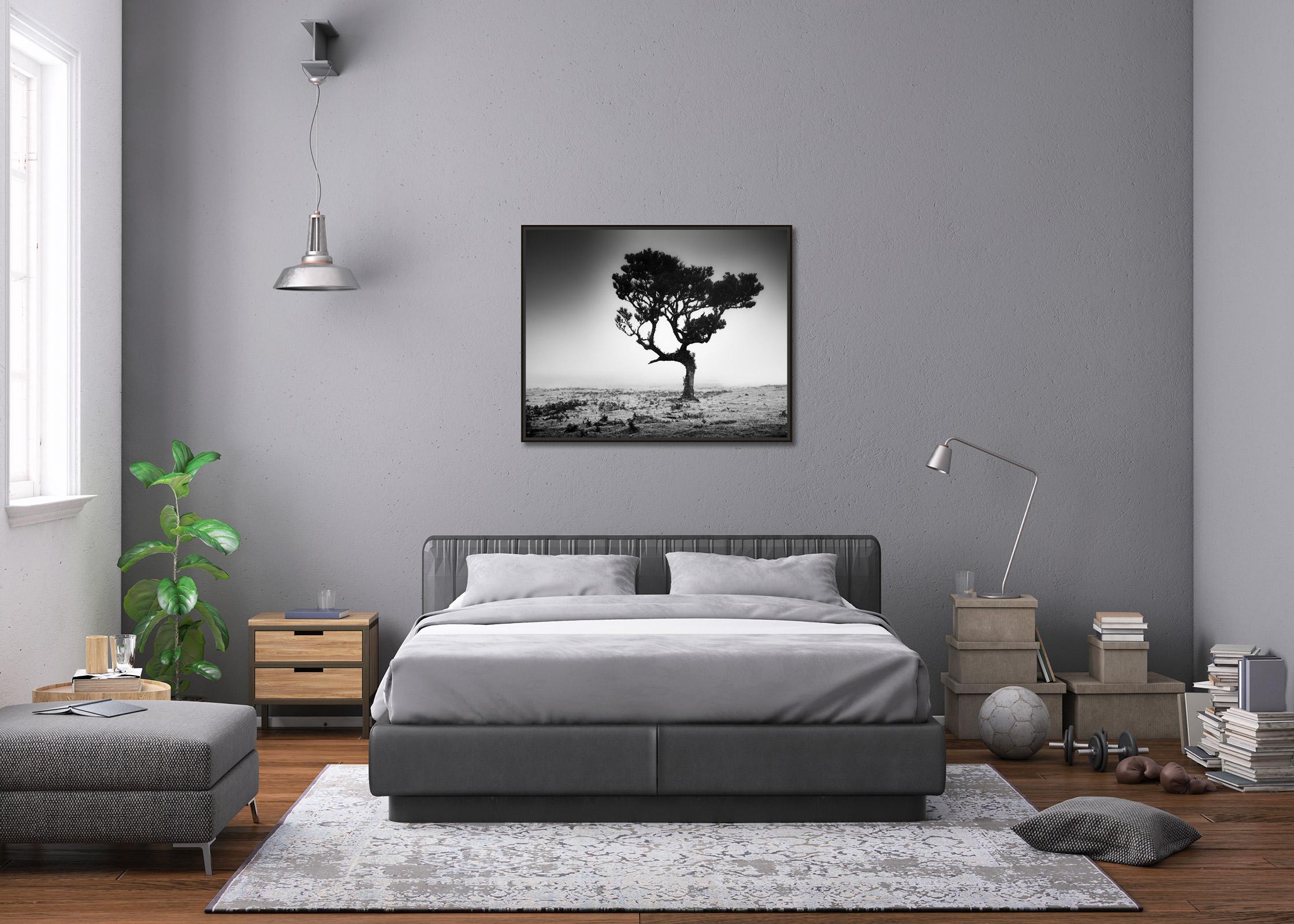 Mystical Tree, Nebel, Fanal, Madeira, Schwarz-Weiß-Fotografie, Landschaft im Angebot 2
