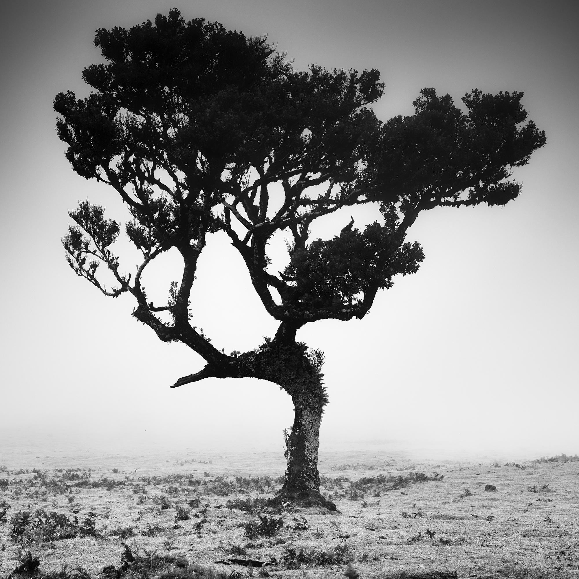 Mystical Tree, Nebel, Fanal, Madeira, Schwarz-Weiß-Fotografie, Landschaft im Angebot 3