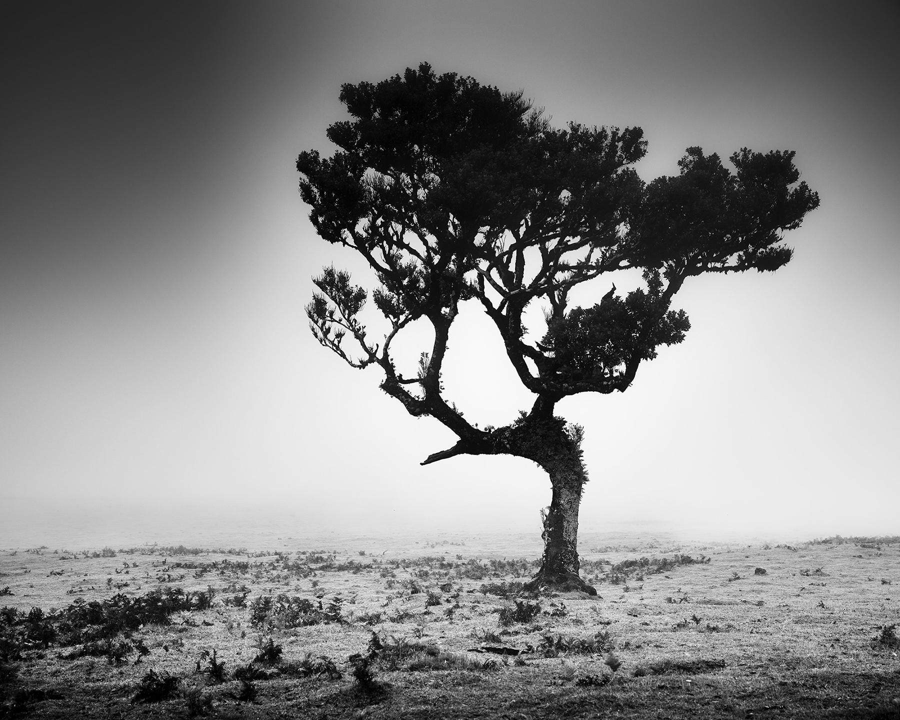 Gerald Berghammer Landscape Photograph – Mystical Tree, Nebel, Fanal, Madeira, Schwarz-Weiß-Fotografie, Landschaft