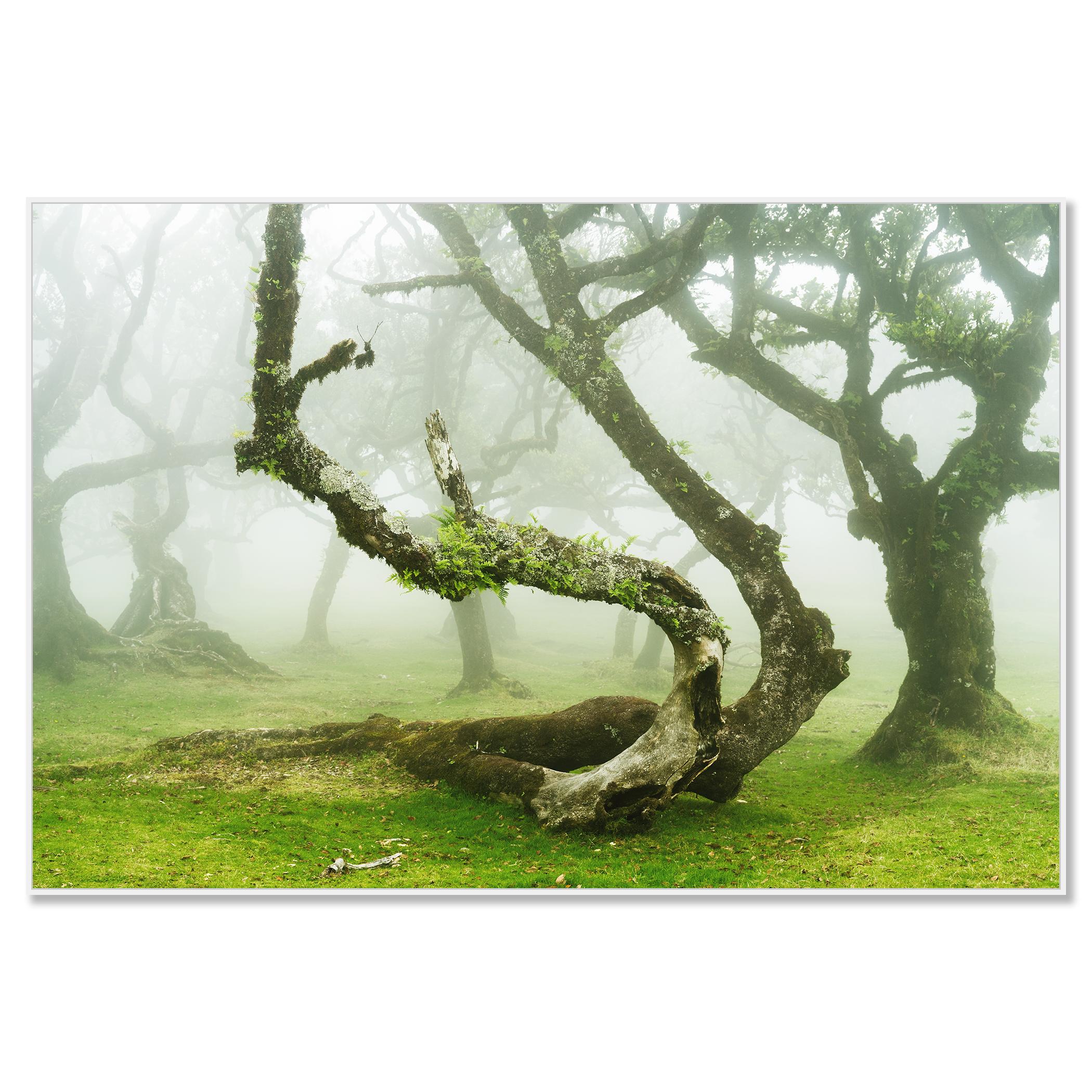 Mystical Twisted Laurel Tree - large scape landscape photography - Photograph by Gerald Berghammer