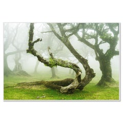 Albero di alloro mistico e contorto - fotografia di paesaggio di grandi dimensioni