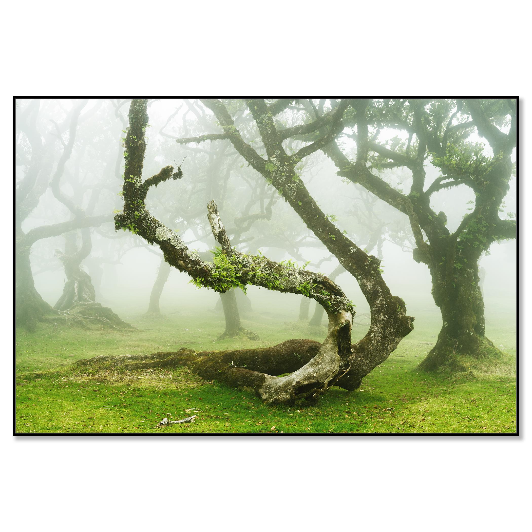 Mystical Twisted Laurel Tree - large scape landscape photography - Contemporary Photograph by Gerald Berghammer