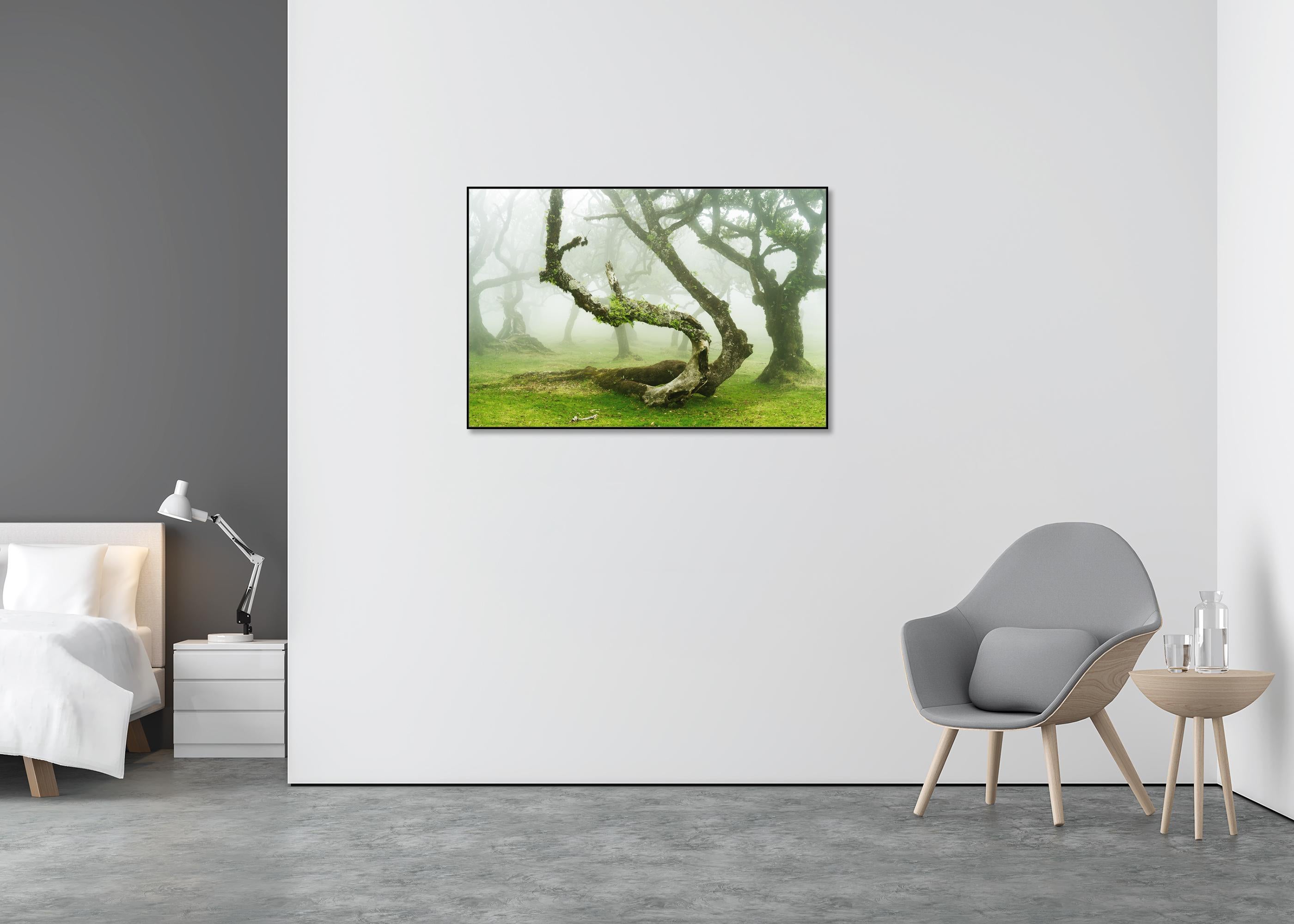 Mystical Twisted Laurel Tree - large scape landscape photography - Beige Landscape Photograph by Gerald Berghammer